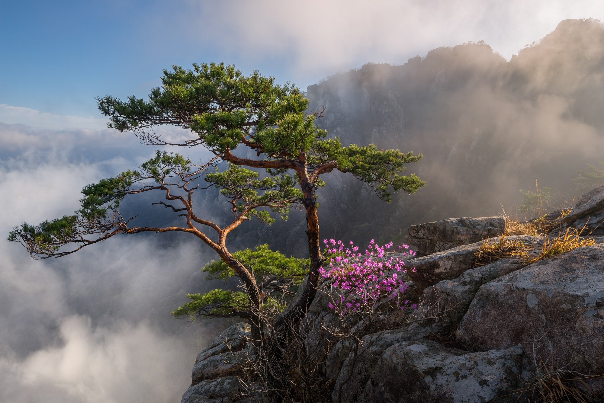 Природа кореи. Jaeyoun Ryu фотограф. Сосна Южная Корея. Скалы Ёнгмори Корея. Флора Южной Кореи.