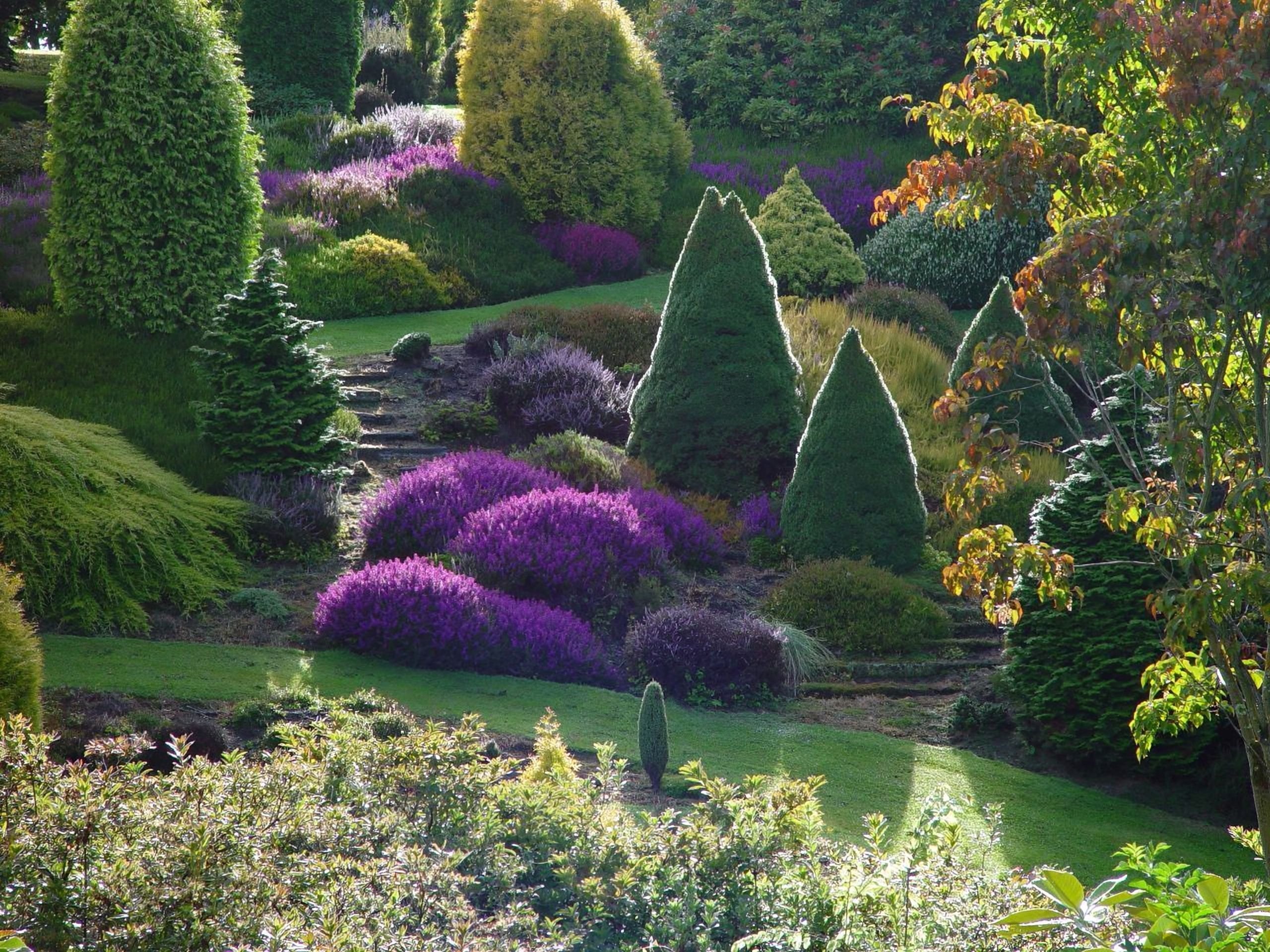 Мир растений хвойные. Сад Maple Glen Garden, новая Зеландия. Астильба в долине реки клена частный сад в Саутленд новая Зеландия. Парковый ландшафт из хвойников. В частный сад Maple Glen.