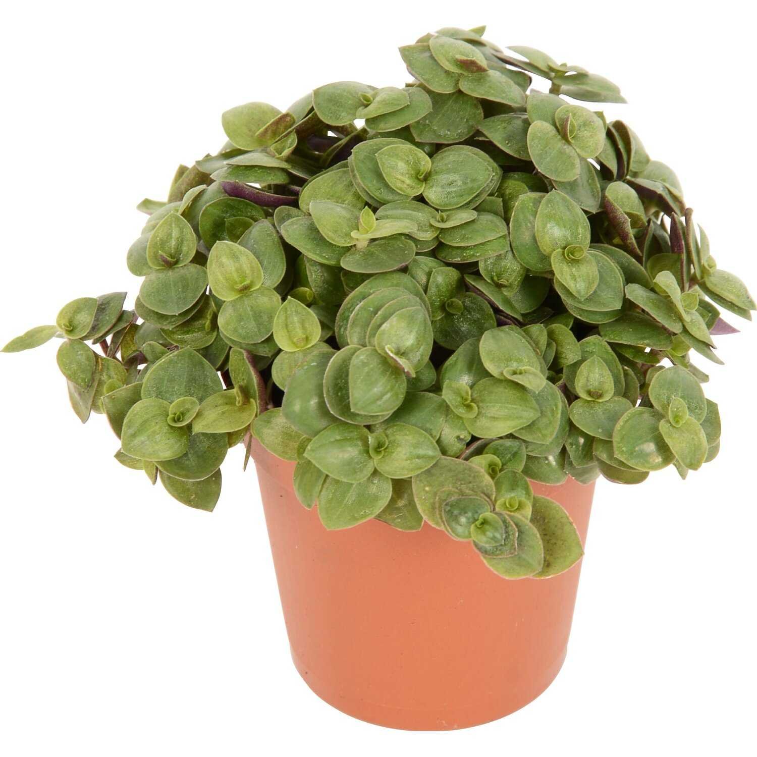 Пеперомия Peperomia bangroana