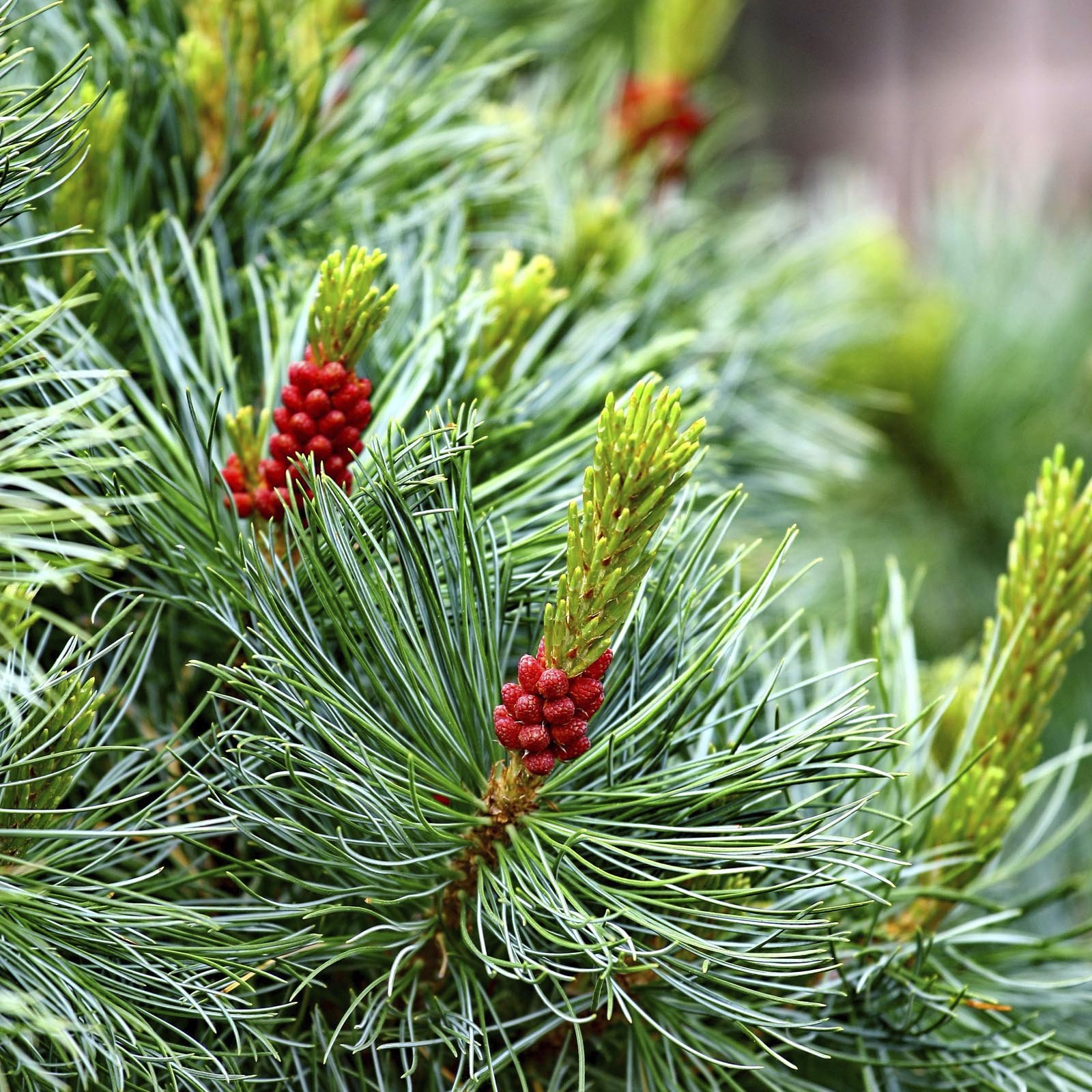 Почему ели красные. Хвойники сосны. Хвойник окаймлённый. Сосна красная Pinus resinosa. Хвойники сосна Кедровая.