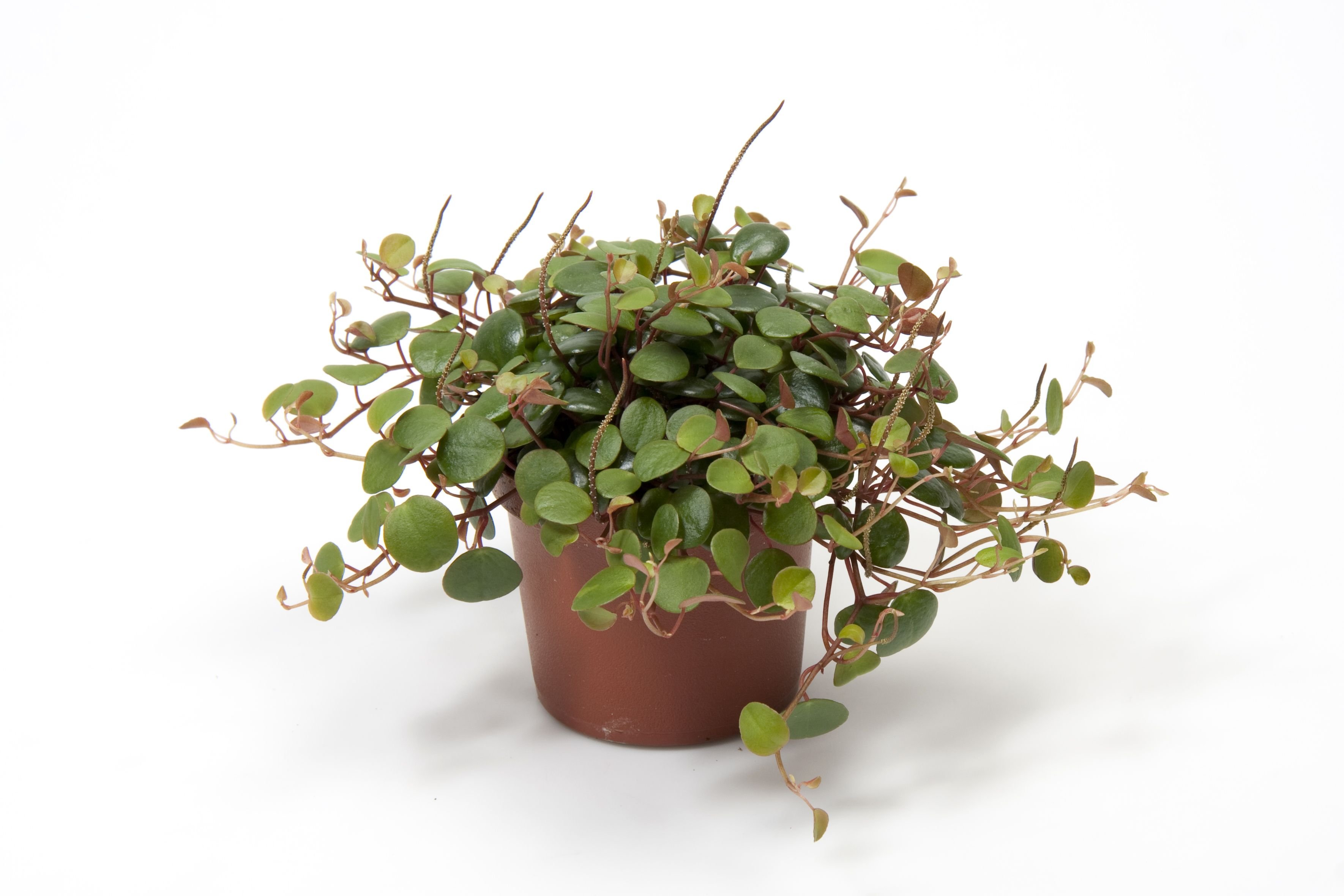 Пеперомия Peperomia bangroana