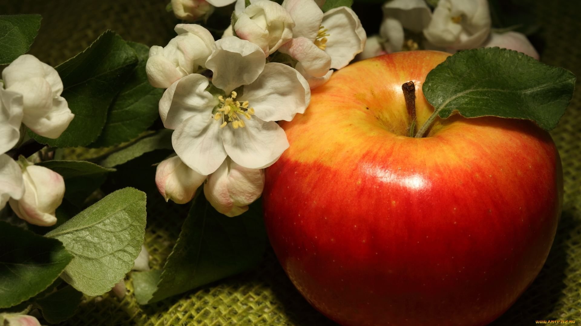 Флера яблоки. Яблоня. Яблоня с яблоками. Цветы и яблоко. Яблоки и цветы яблони.