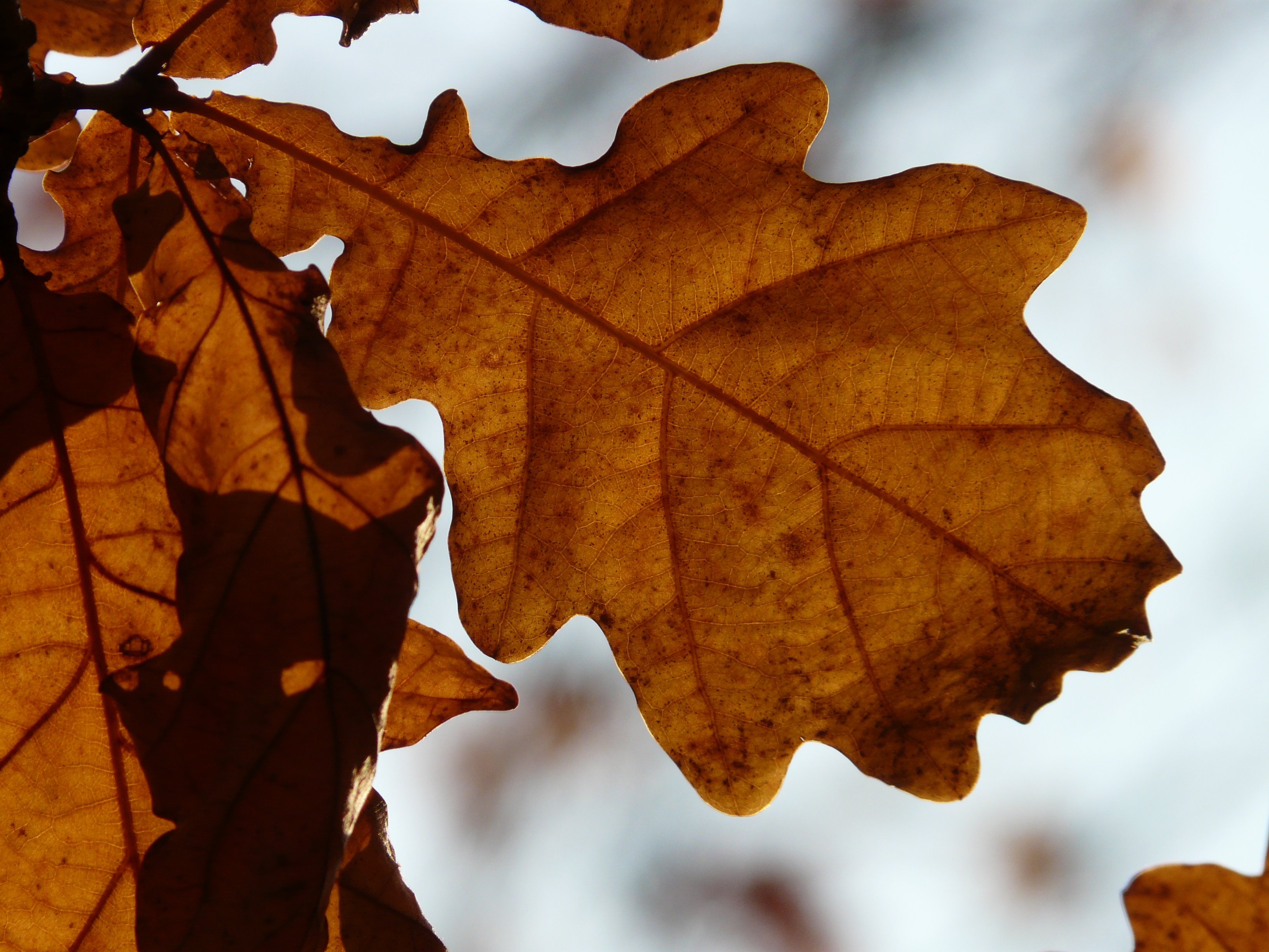 Листьев дуба. Дуб черешчатый осенью лист. Осенний дубовый лист. Осенние листья дуба. Листья дуба осенью.