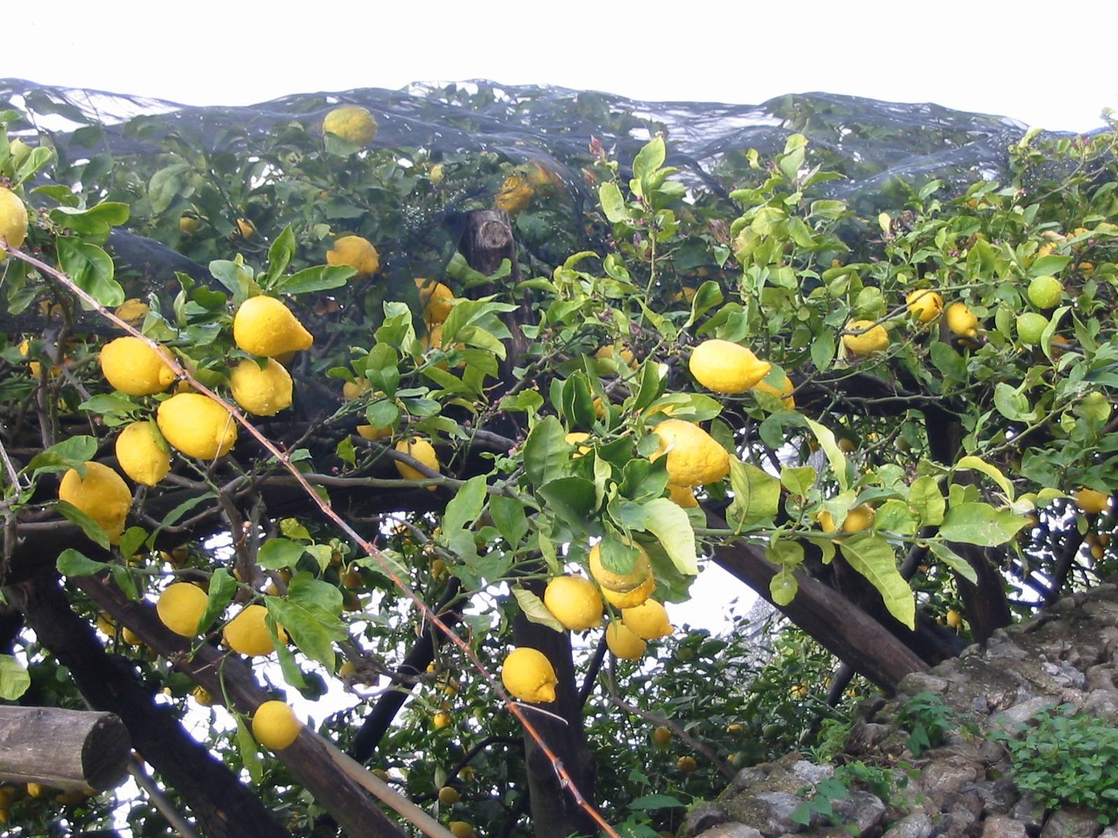 Дерево лимон с плодами. Lemon Citrus Limon Италия. Плантация Лимонов. Лимонные плантации в Италии. Лимонное дерево в Индии.