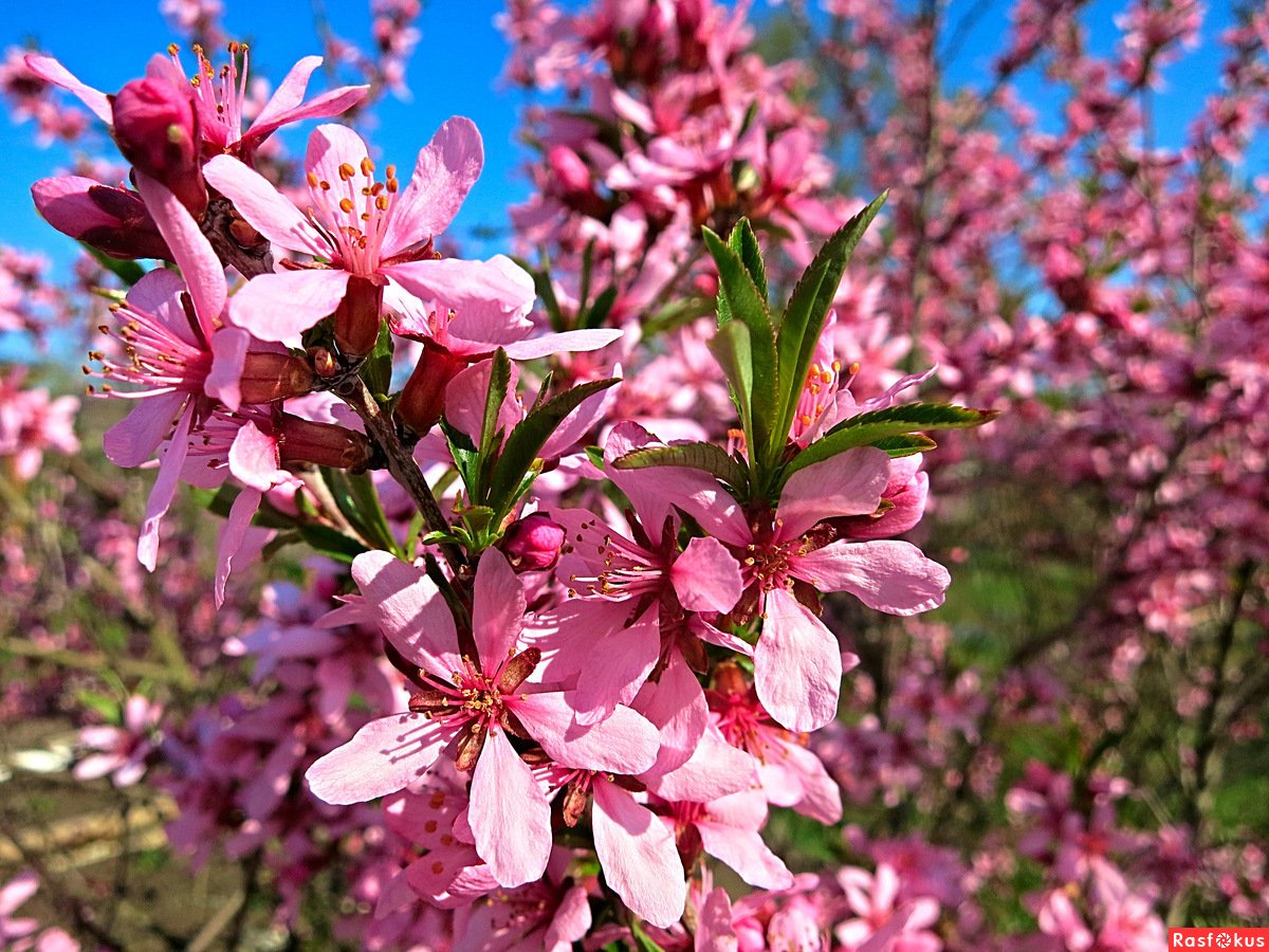 Миндаль кустарник ветки