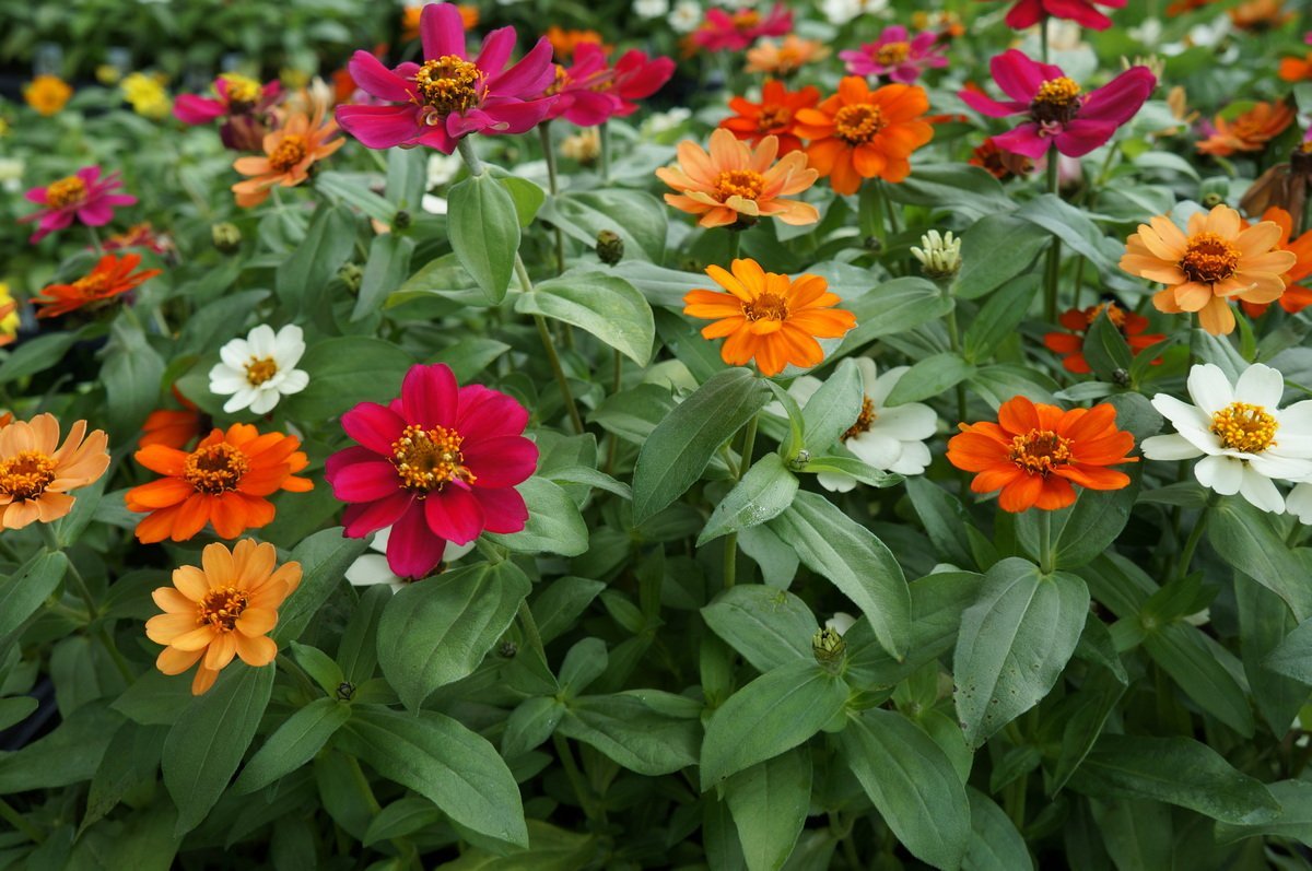 Zinnia Flower