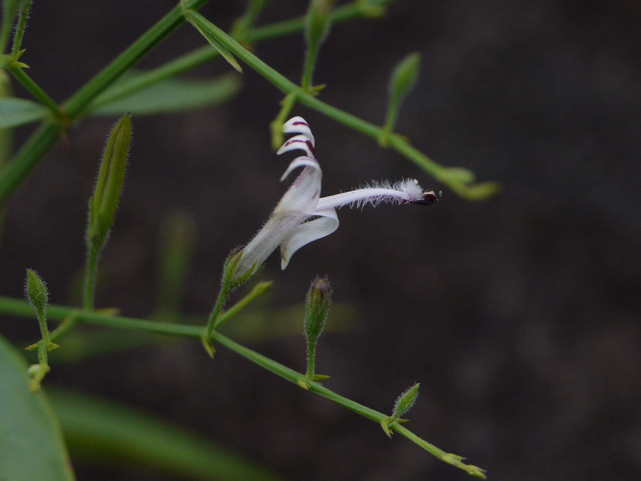 Андрографис метельчатый. Andrographis paniculata. Andrographis paniculata herba. Андрографис метельчатый растение.