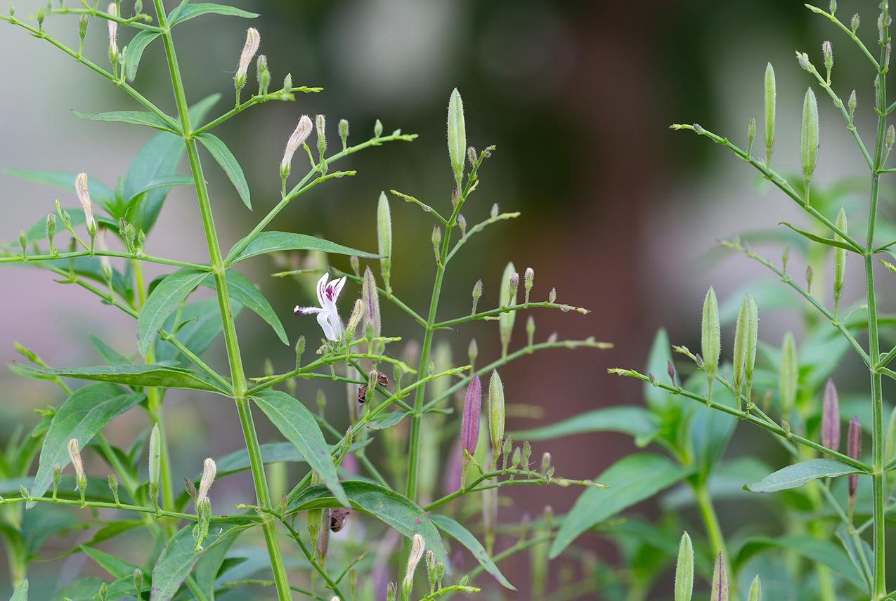 Андрографис метельчатый. Andrographis paniculata herba. Андрографис метельчатый растение. Андрографис метельчатый фото.