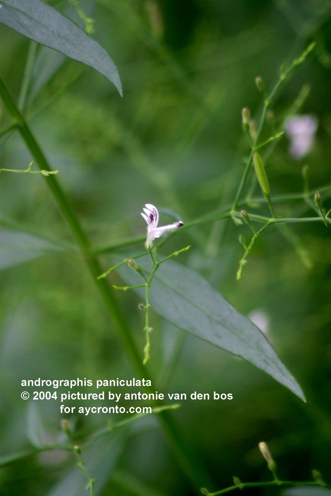 Андрографис метельчатый. Андрографис паникулата. Andrographis paniculata пакетики. Квадрат-с Андрографис метельчатый.