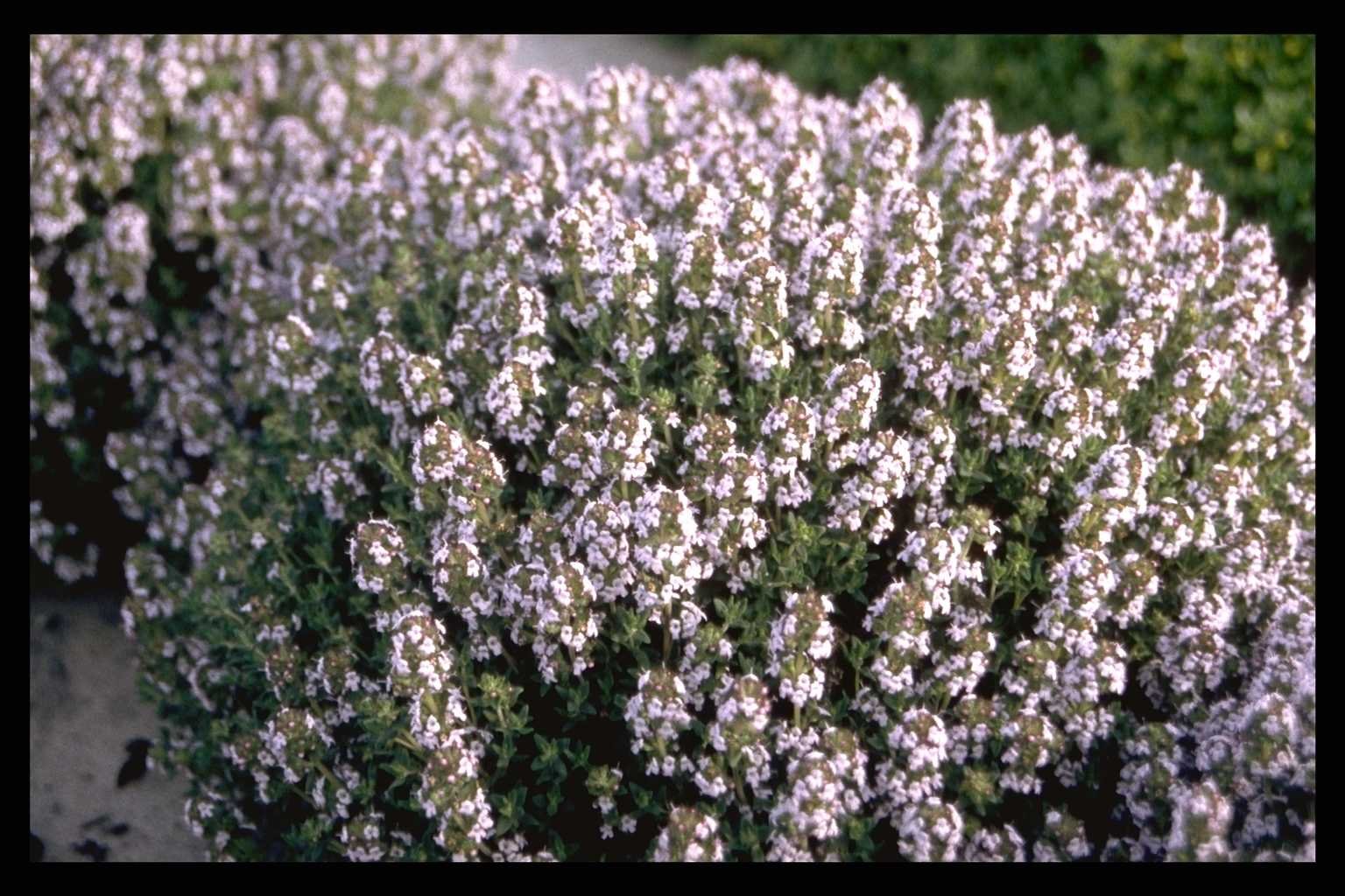 Тимьян обыкновенный Thymus vulgaris