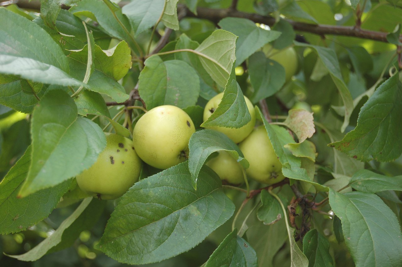 Яблоня кольхас. Яблоня Лесная Malus Sylvestris. Яблоня Лесная (дичок). Яблоня Лесная (Дикая) (Malus Sylvestris). Яблоня дичка.