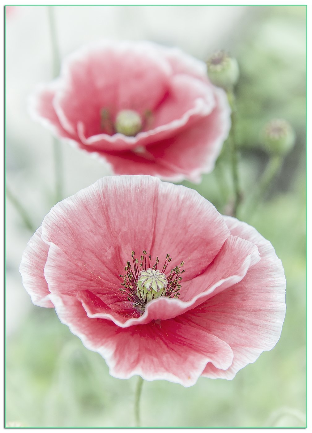 Мак декоративный pink pearl. Мак Papaver розовый. Папавер розовый жемчуг. Розовые маки. Маки бледно розовые.