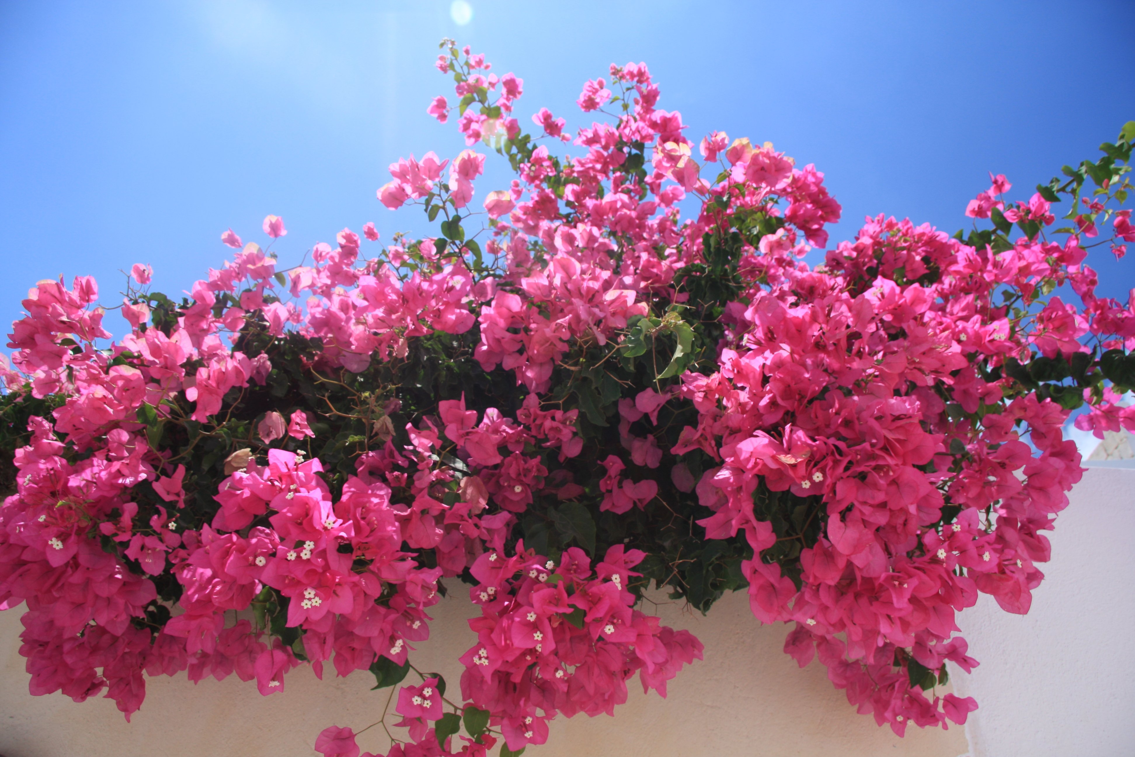 Цветущая бугенвиллия. Бугенвиллея. Bougainvillea куст.