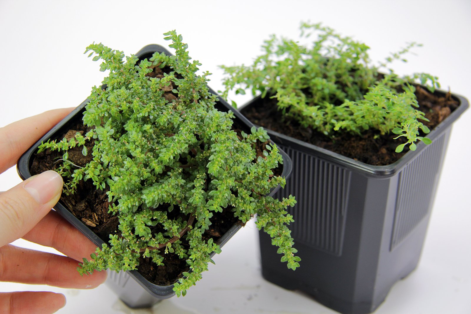 Pilea microphylla ‘Tricolor’