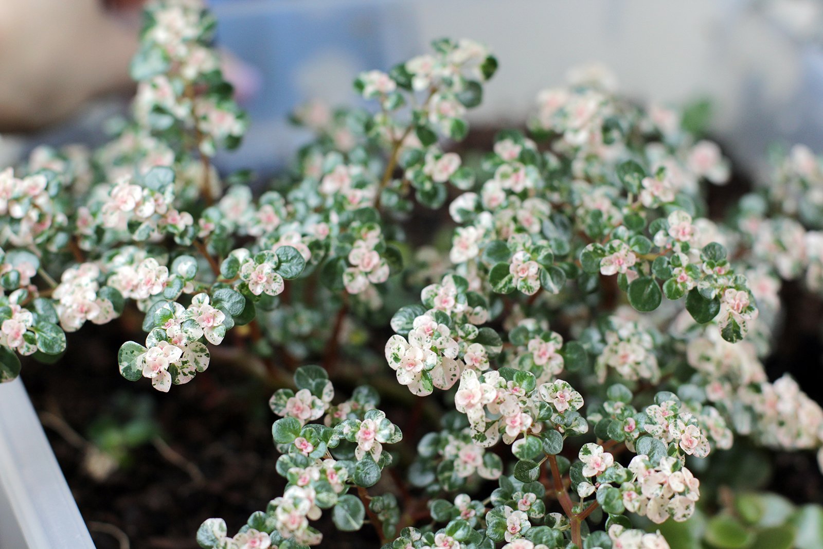 Pilea microphylla ‘Tricolor’