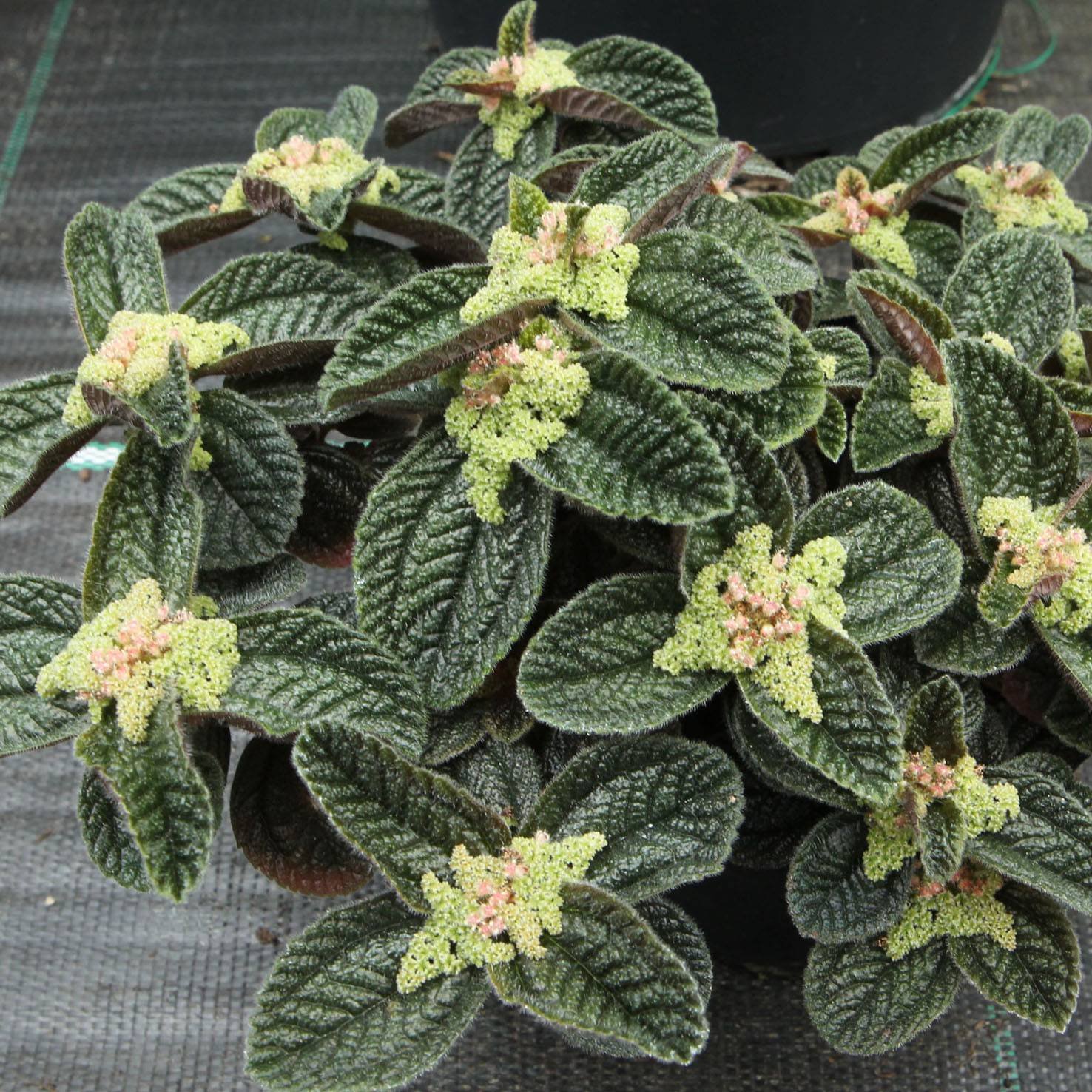 Pilea microphylla ‘Tricolor’