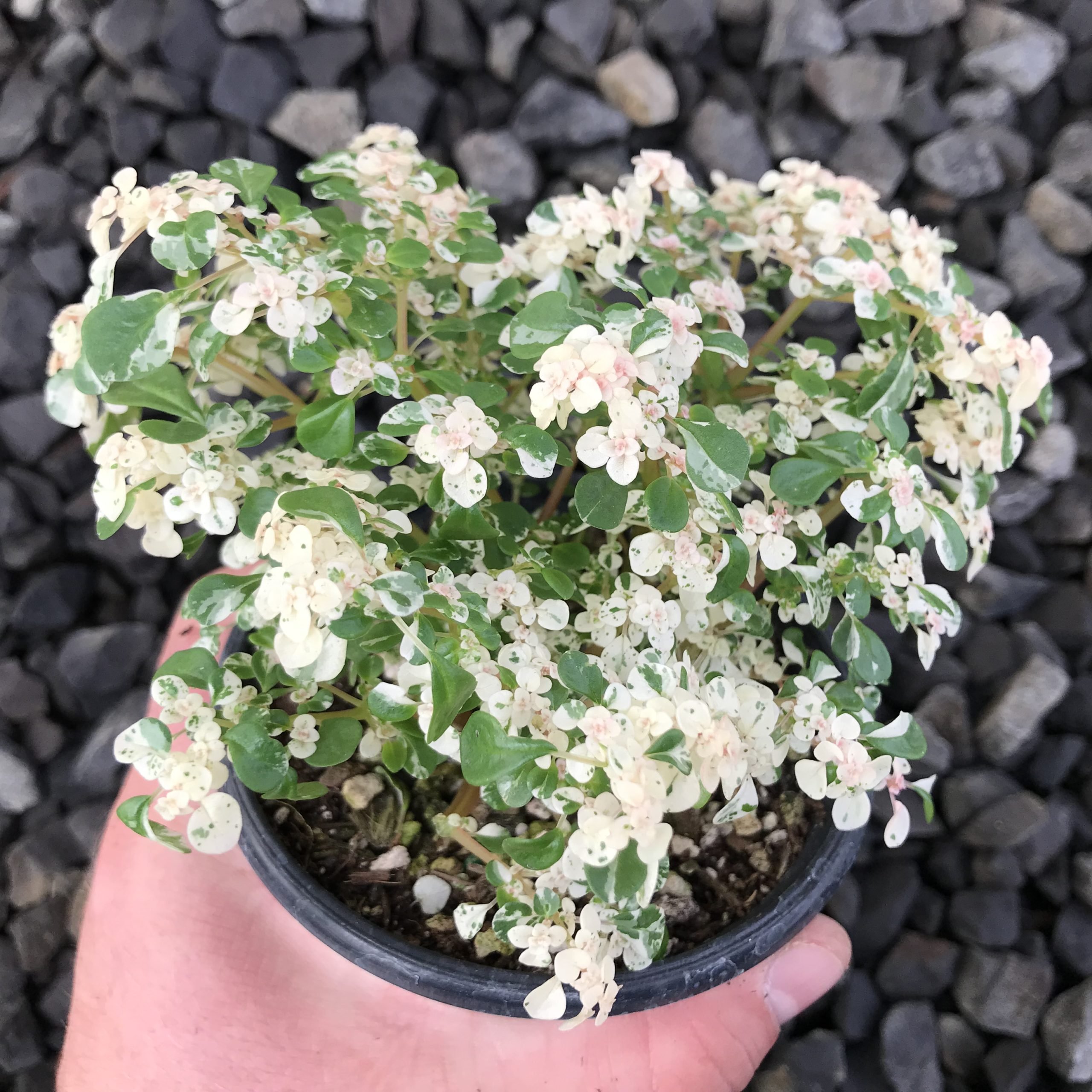 Pilea microphylla ‘Tricolor’