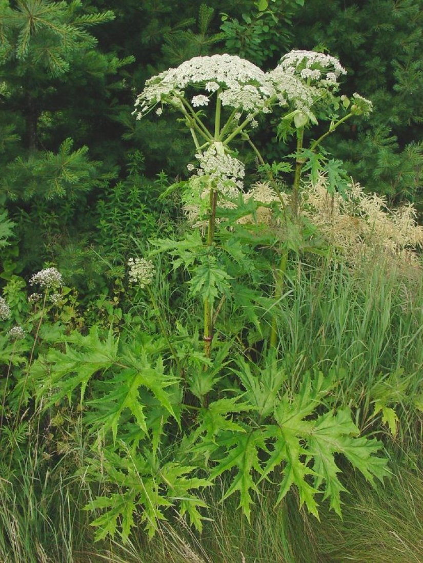 Венежник ядовитый сорняк фото. Борщевик Мантегацци Heracleum mantegazzianum. Борщевик Heracleum. Борщевик ядовитое растение. Борщевик Мантегацци листья.