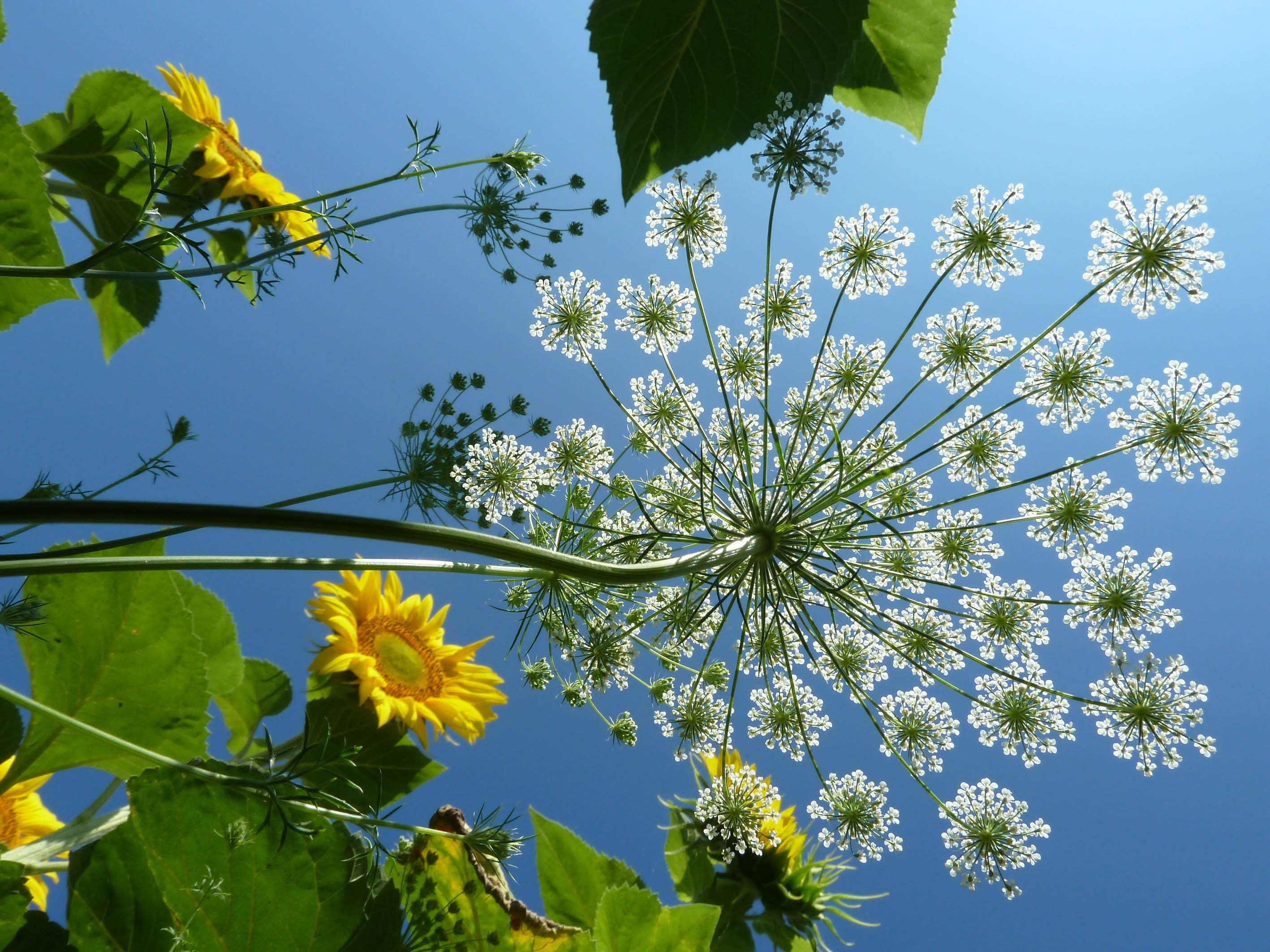 Трава зонтик. Растение солнечные зонтики. Растения цветущие зонтиками. Цветы в зонтике. Летние полевые растения зонтики.