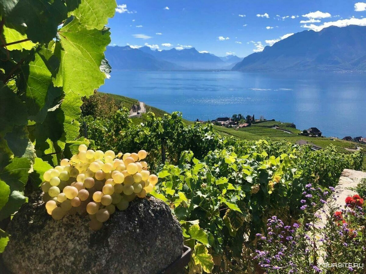 Алупка Крым сады виноградники