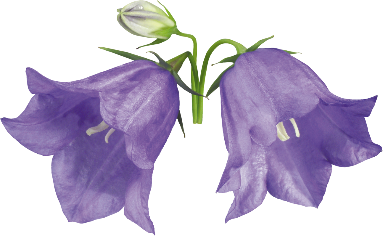 Колокольчики контакт. Campanula cochleariifolia. Кампанула синий колокольчик. Колокольчик Campanula Collina. Колокольчик Кампанула Lilac.