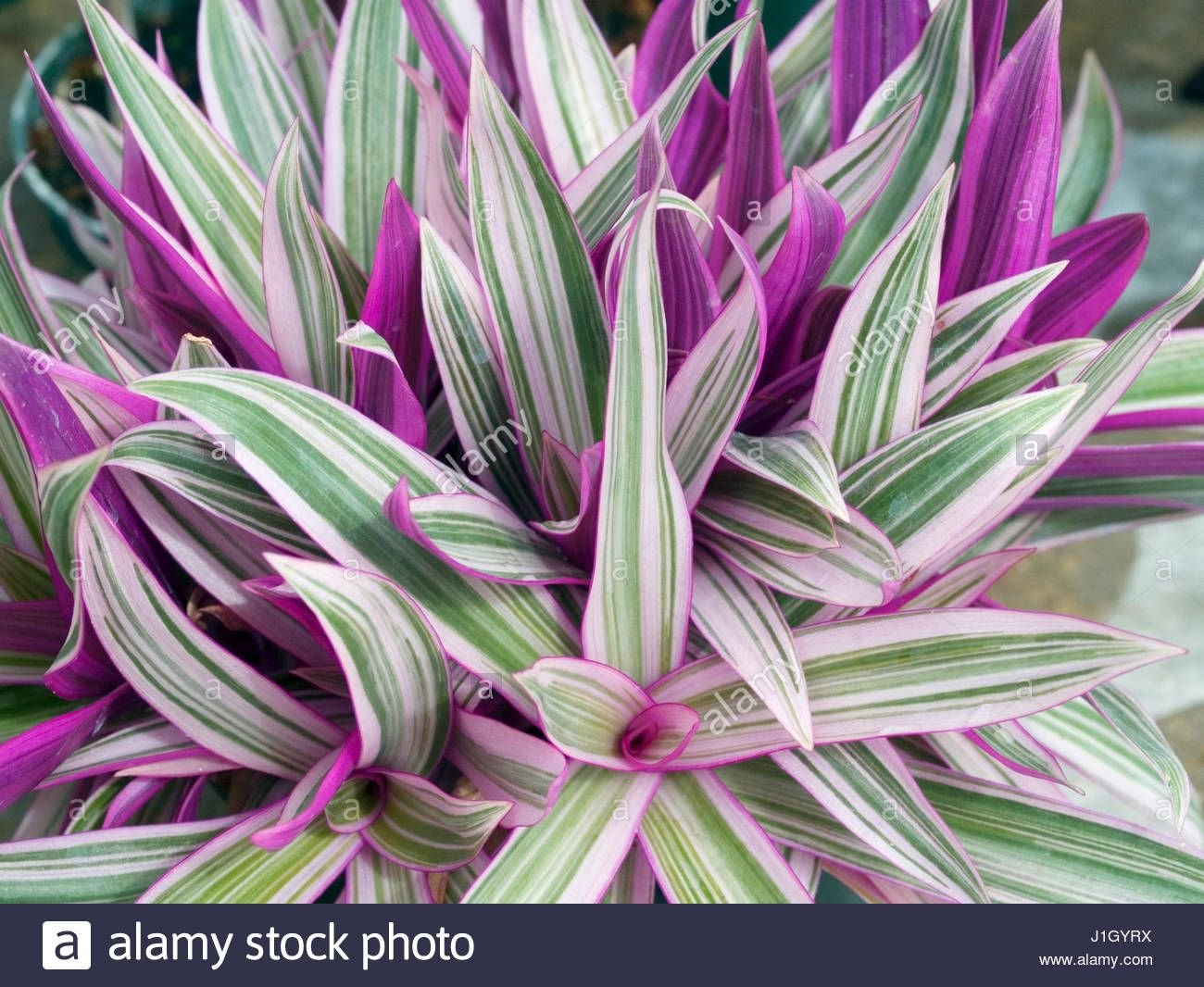 Традесканция spathacea Tricolor