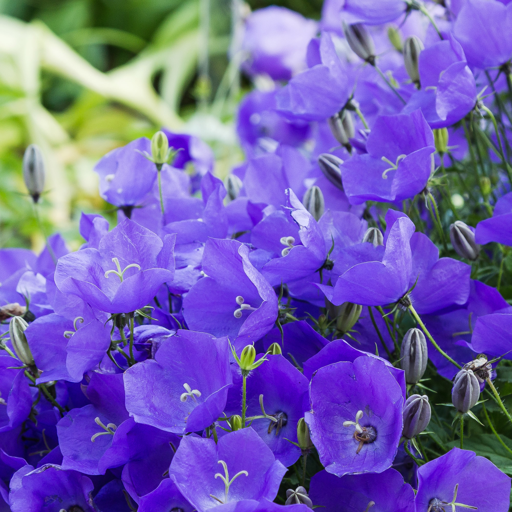 колокольчик карпатский блю клипс, колокольчик карпатский (campanula carpatica), колокольчик карпатский клипс дип блю, колокольчик кампанула блю