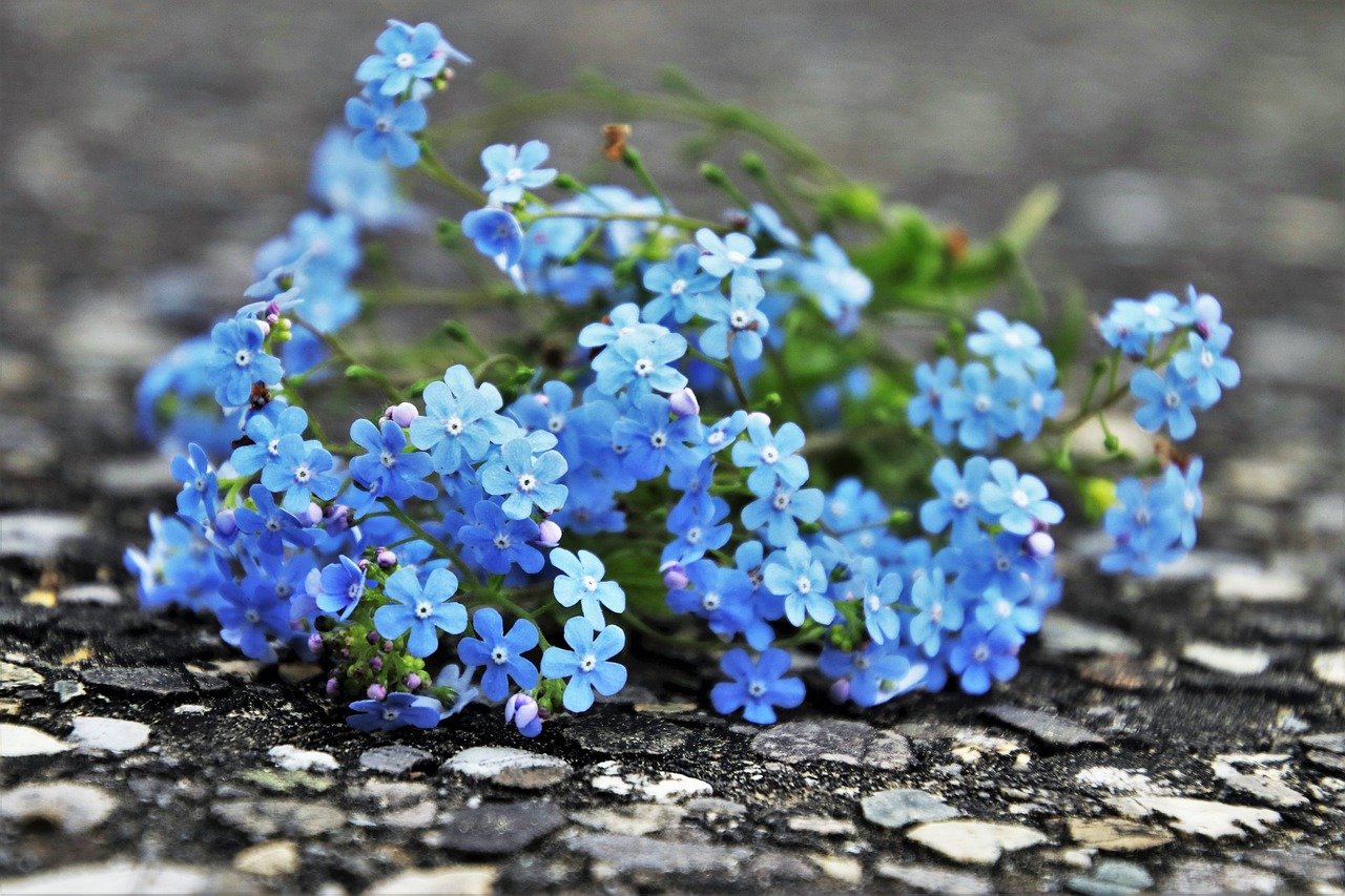 Алые незабудки бывают. Незабудка Блю Болл. Мелкие голубые цветы. Незабудки в горах Кавказа. Полевые цветы незабудки.