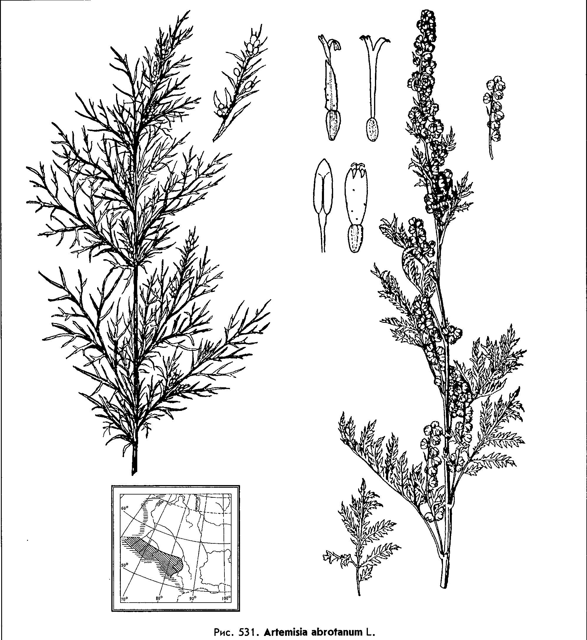 Полыни в окончании формы. Древовидная Полынь Artemisia abrotanum. Полынь абротан Божье дерево. Полынь двудомная Полынь горькая. Полынь лечебная Artemisia abrotanum.