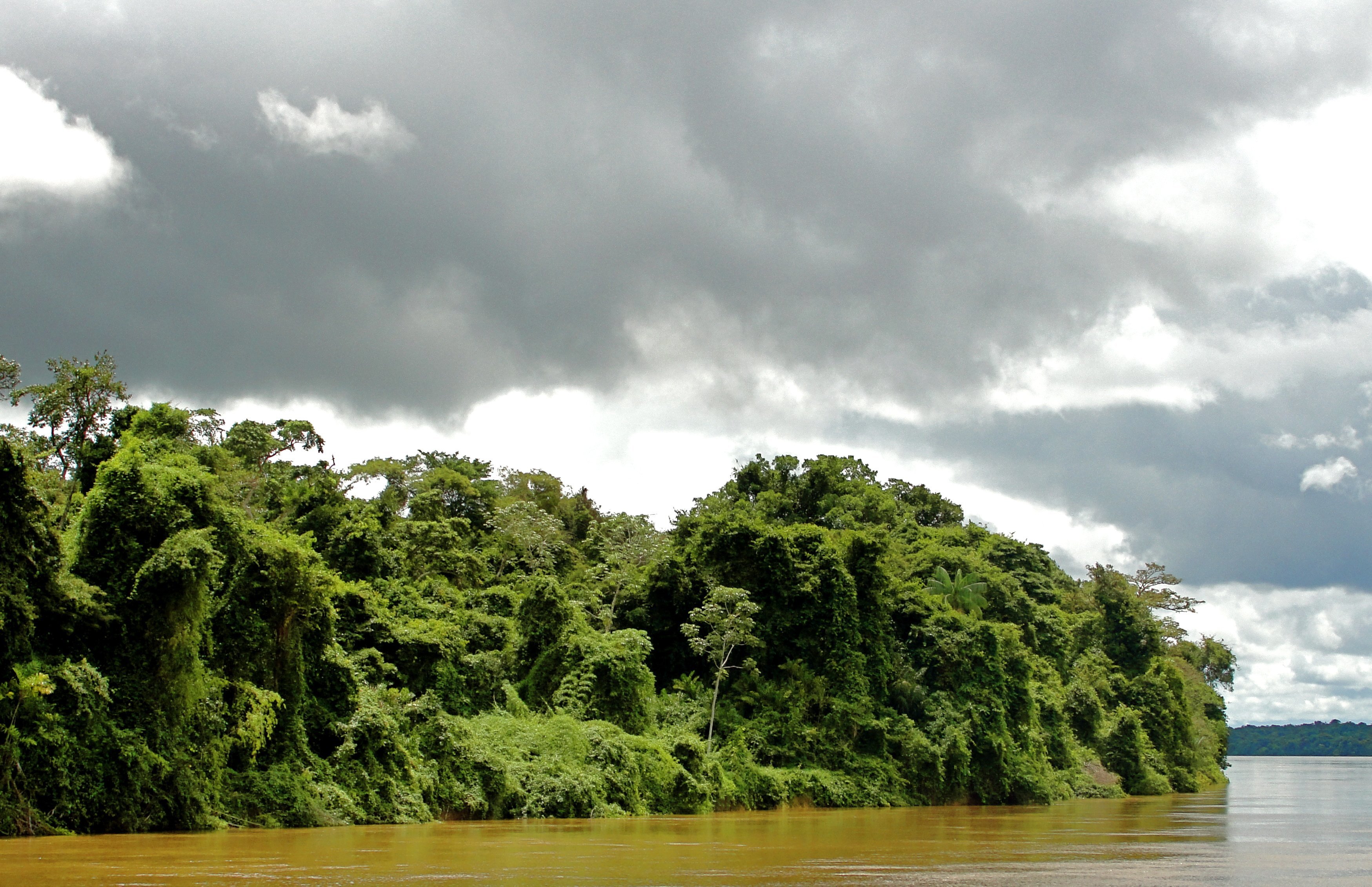Экваториальные леса страны. Ориноко Венесуэла. Джунгли Ориноко. Камерун тропические Лесса. Тропические леса Венесуэлы.