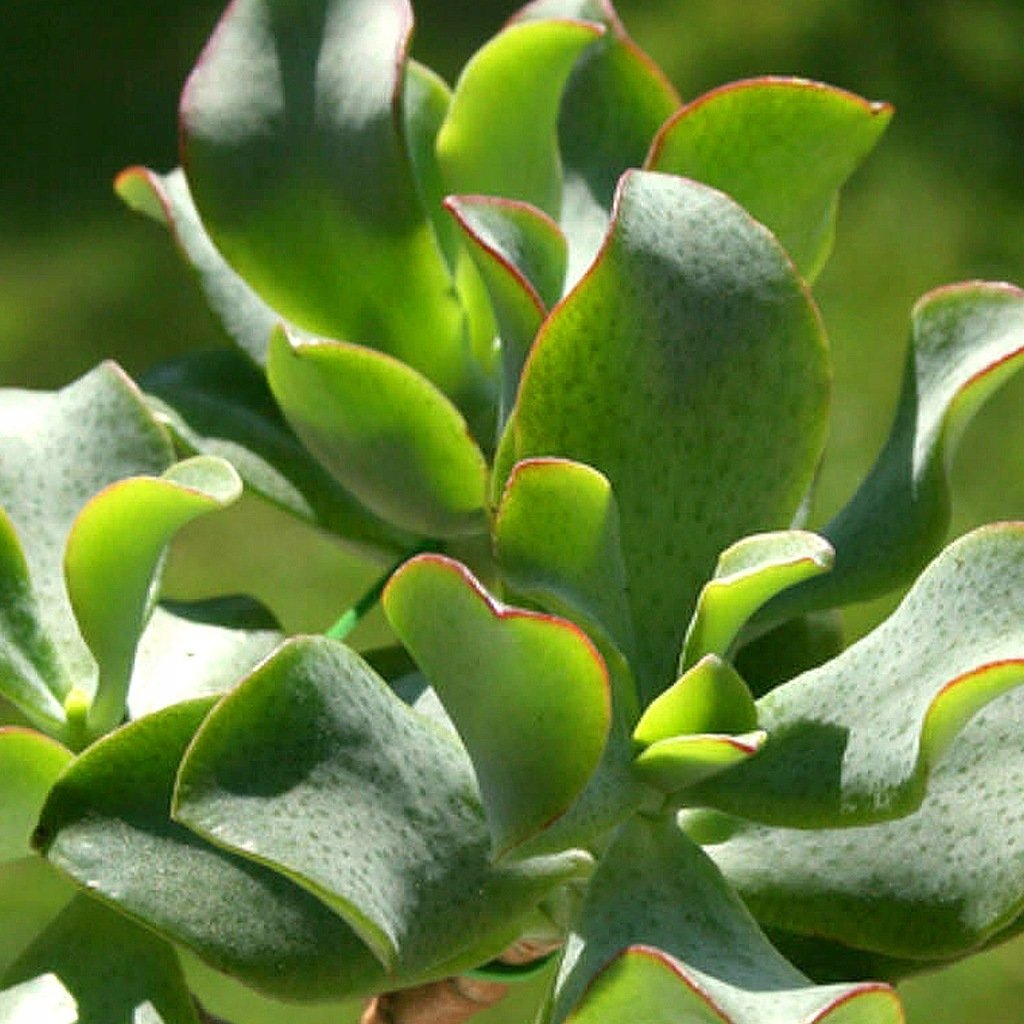 Крассула фото. Крассула arborescens. Крассула волнистолистная. Крассула ундулатифолиа. Толстянка древовидная Crassula arborescens.