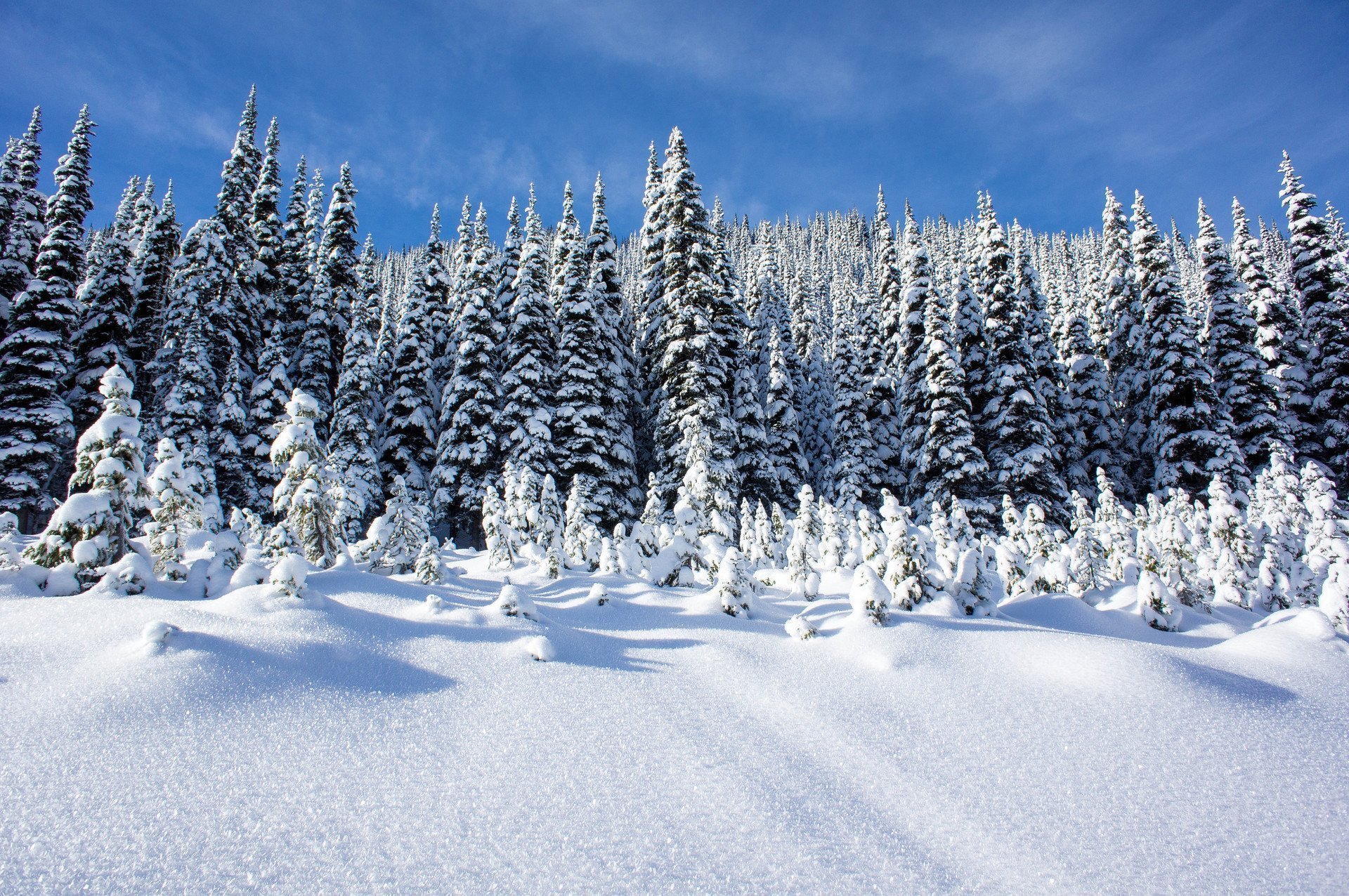 Картинка зимний период. Зимний лес. Снежный лес. Зимой в лесу. Зима снег.
