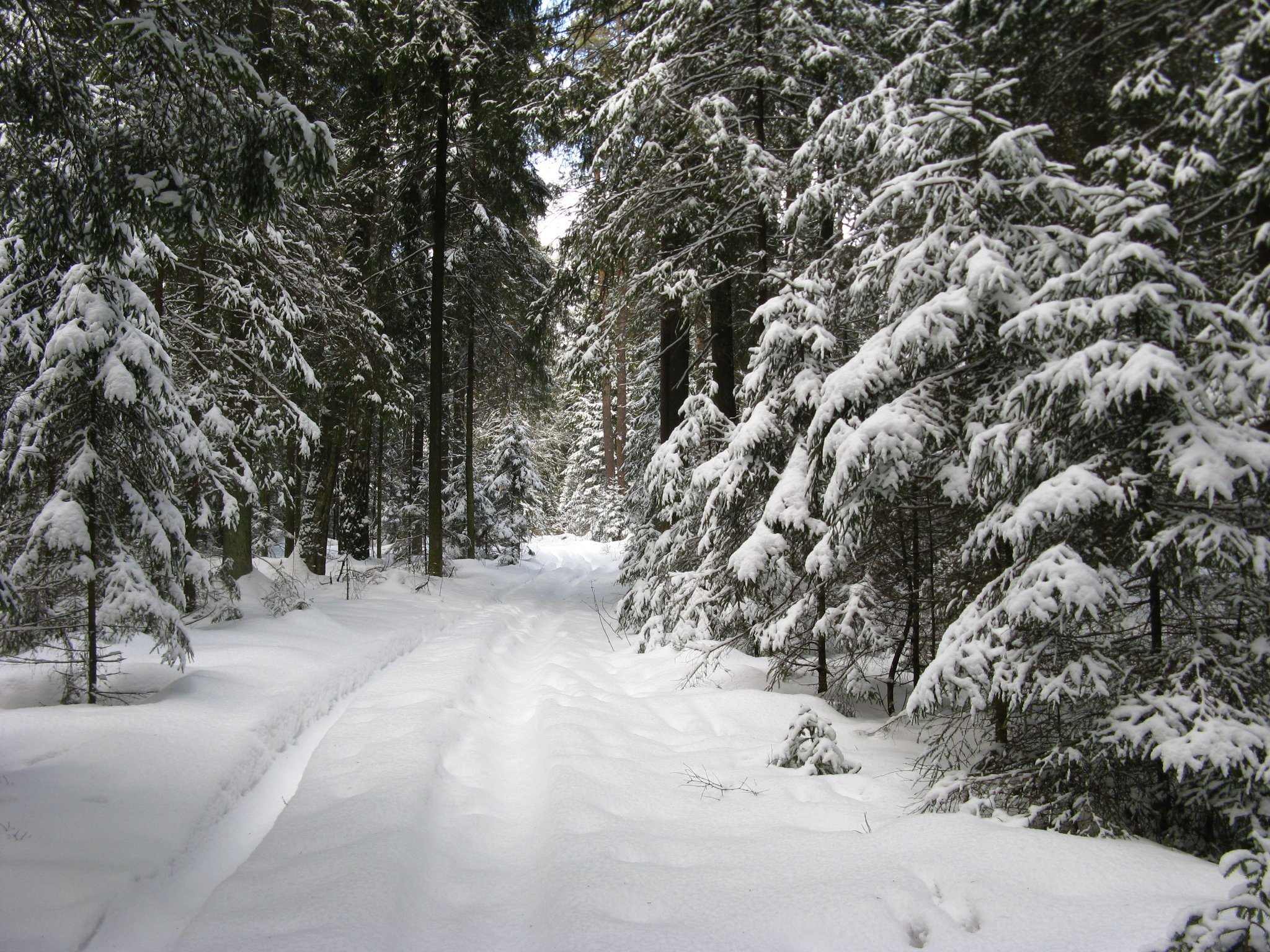 Снежок лесной. Зима в лесу. Лес в снегу. Зимой в лесу. Леса зима.