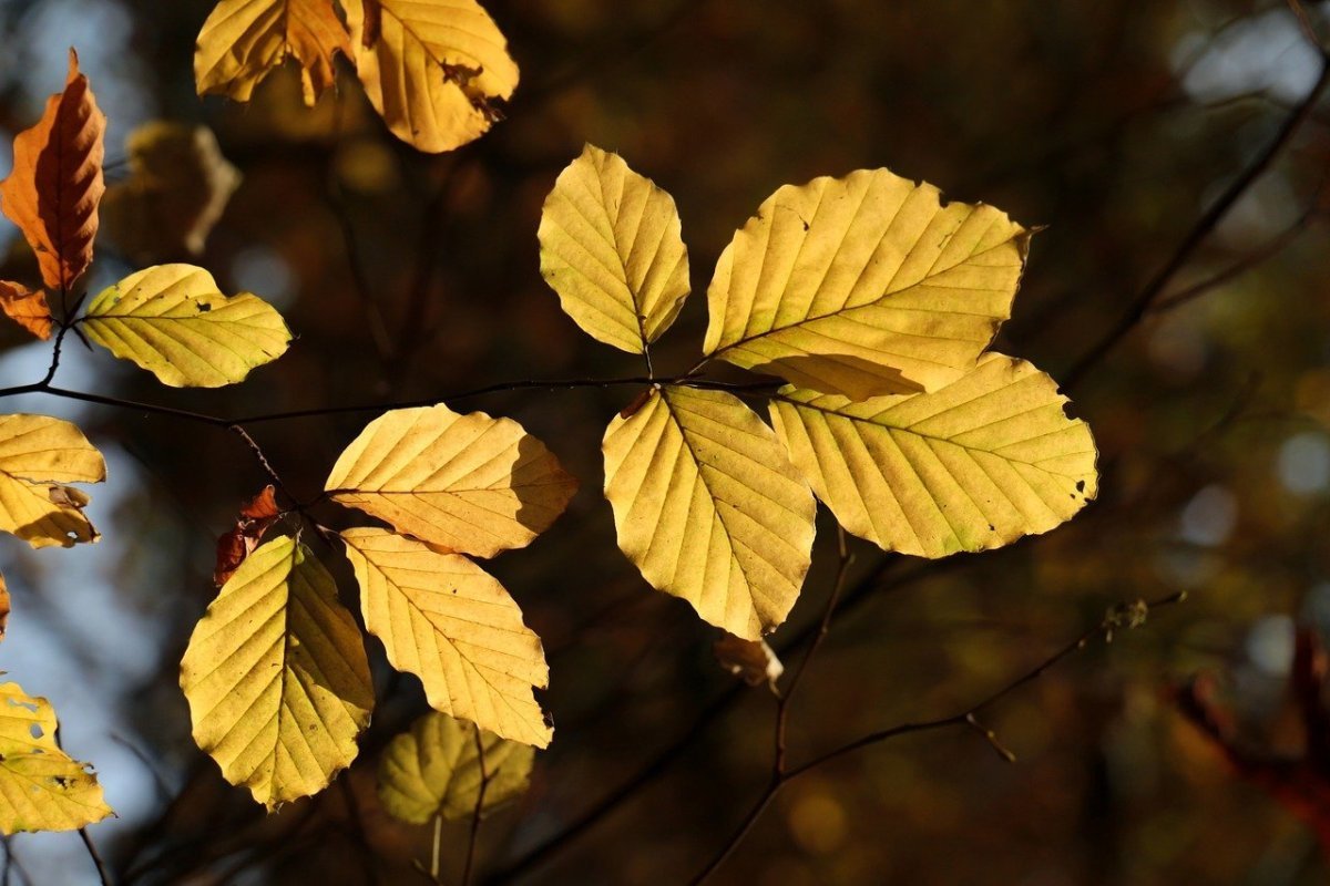 лист ольхи фото осенью