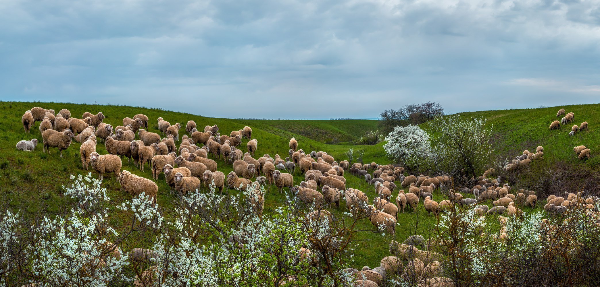 Степной кучук алтайский край. Таловская степь заповедник. Отара овец в степи Хакасия. Ковыльная степь Хакасия.