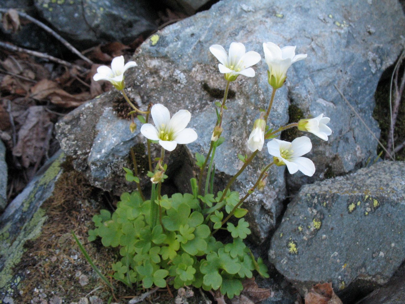 Камнеломковые семейство. Камнеломка Сибирская. Saxifraga sibirica. Камнеломка Болотная Saxifraga hirculus. Камнеломка с Алтая.