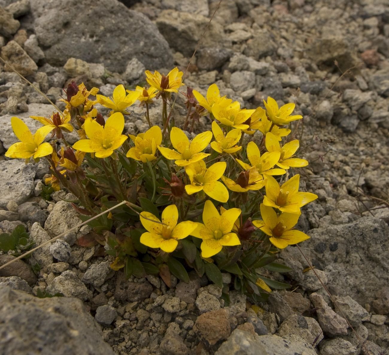 Камнеломковые семейство. Камнеломка Болотная. Камнеломка Болотная Saxifraga hirculus. Камнеломка козленок. Камнеломка маньчжурская.