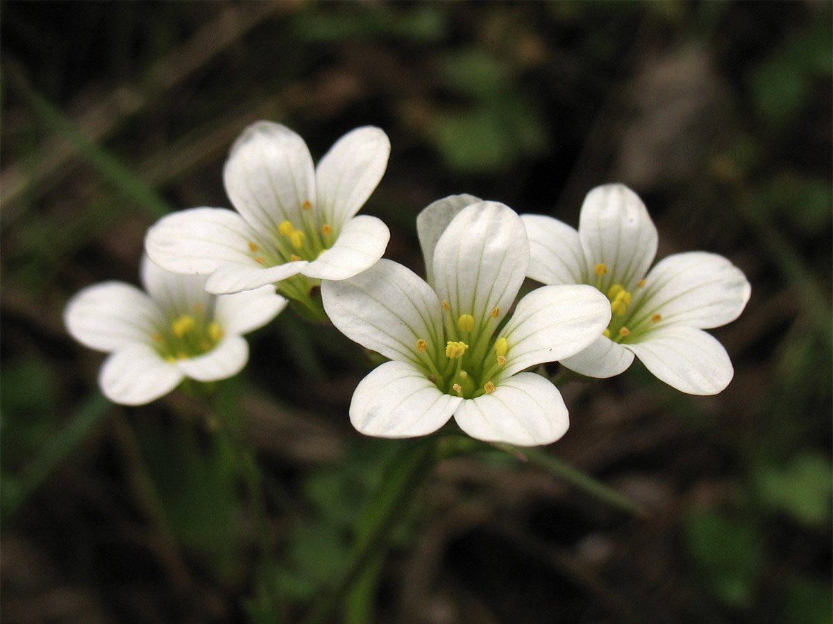 Камнеломка Болотная. Saxifraga granulata. Камнеломка зернистая. Камнеломка Болотная красная книга.