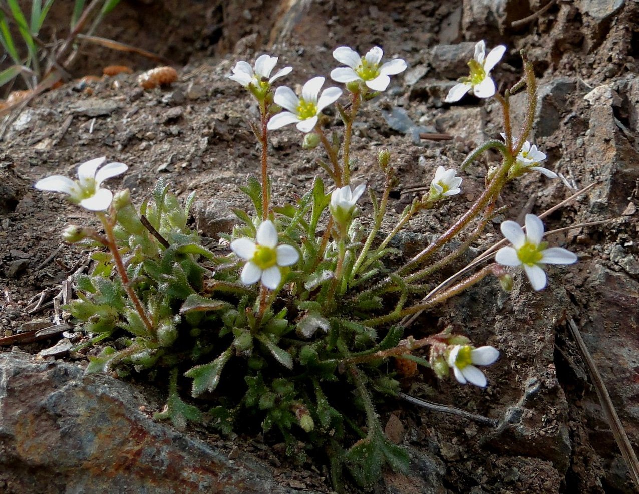 Как выглядит камнеломка. Камнеломка саксифрага. Камнеломка Болотная Saxifraga hirculus. Камнеломка Моховая Арендса.. Камнеломка метельчатая Балканская..