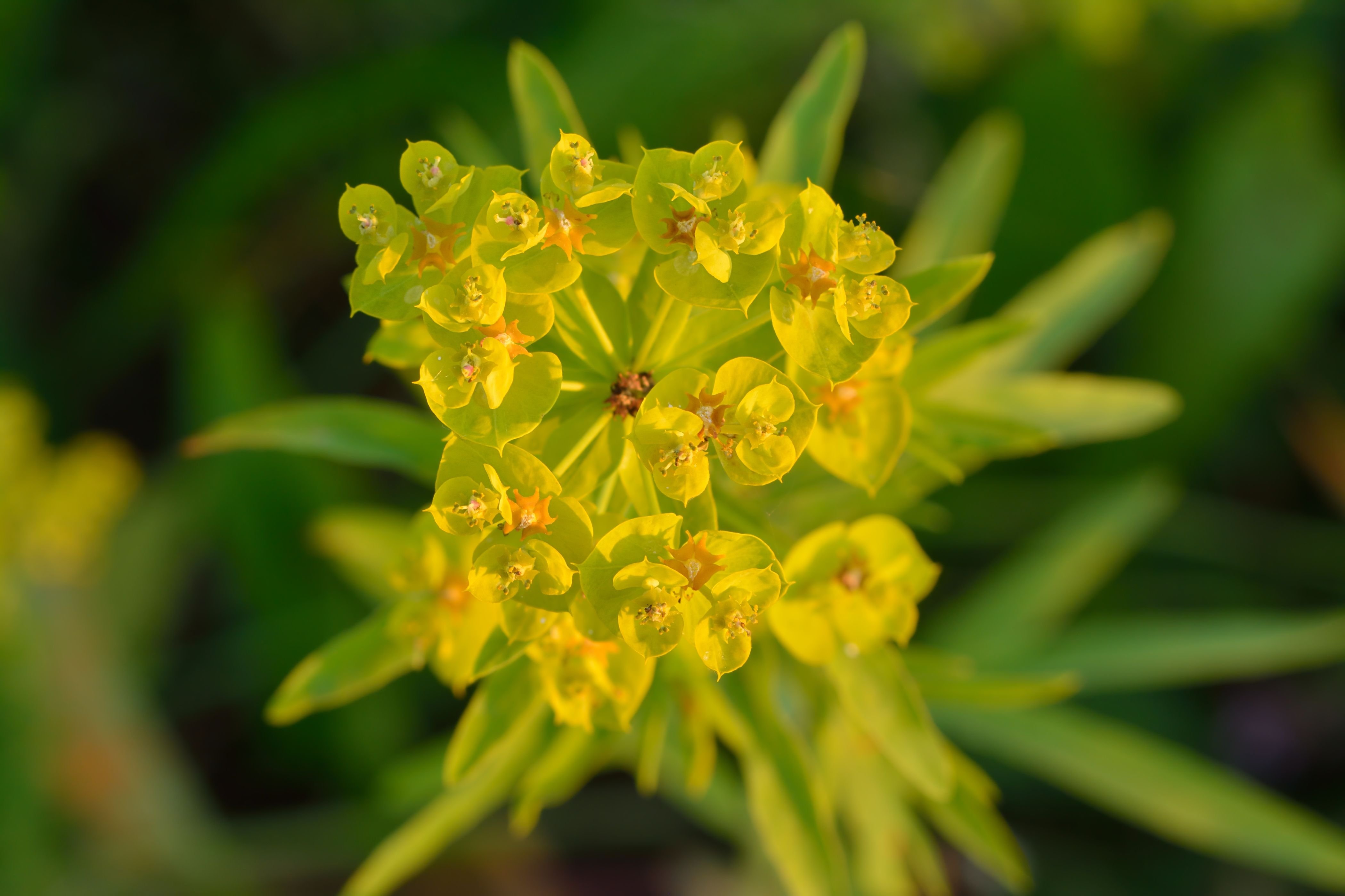 Молочай Euphorbia seguieriana