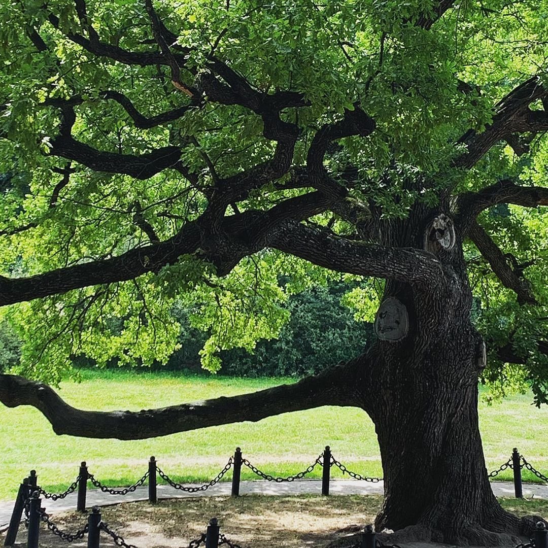 Старейшие деревья россии. Самое старое дерево Белгородской области. Самый старый дуб. Деревья России. Самый старый дуб в мире.