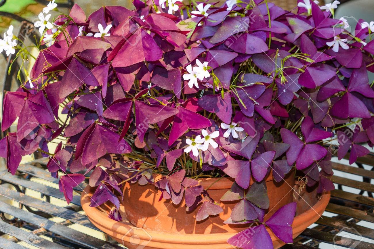 Цветок кислица. Кислица треугольная (Oxalis triangularis). 9. Кислица (оксалис).. Кислица Купидо оксалис фиолетовый. Оксалис Дороти Чао.