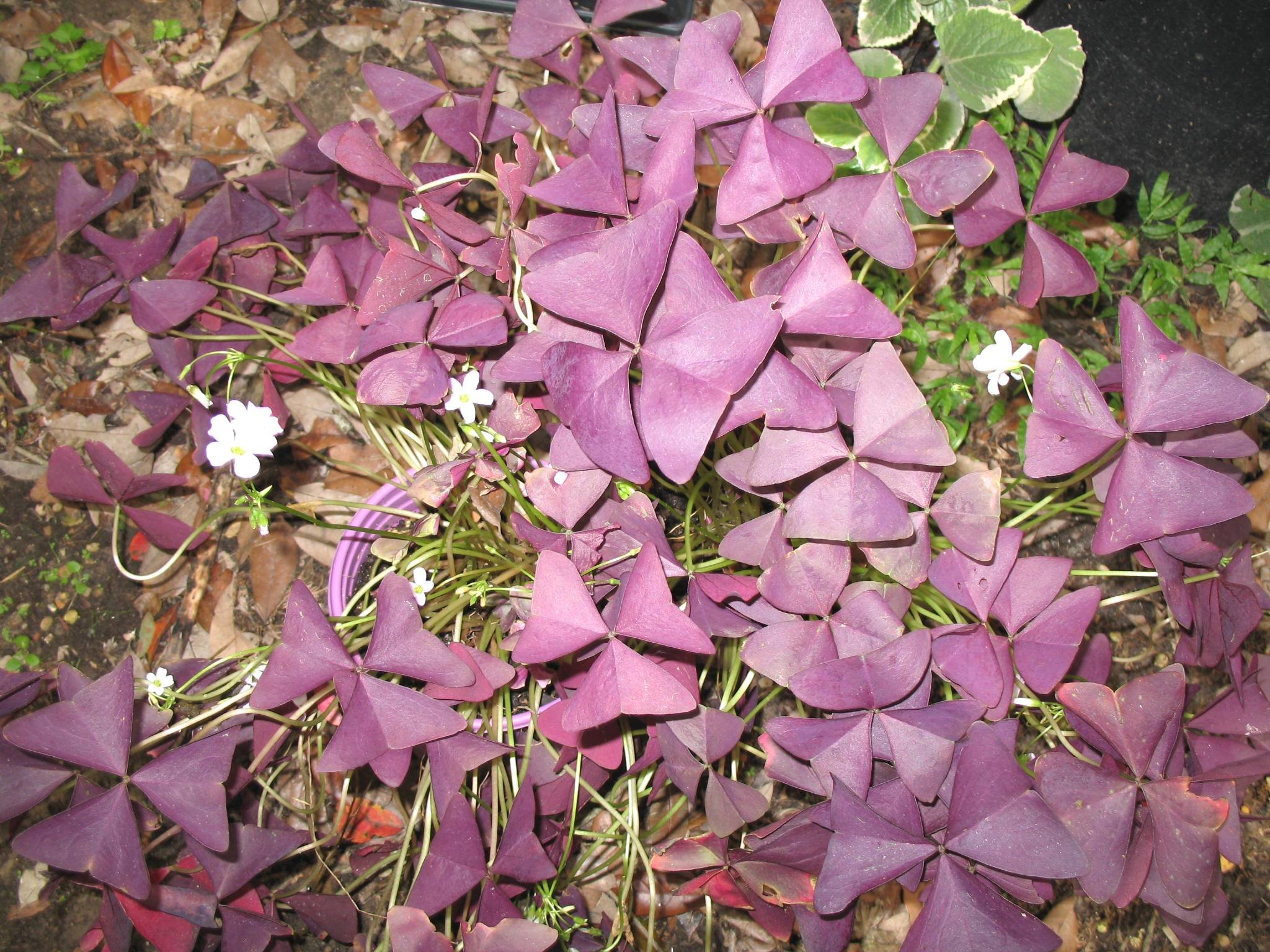 Кислица зеленая. Кислица оксалис. Кислица фиолетовая оксалис. Кислица пурпурная (Oxalis purpurea). Кислица треугольная (Oxalis triangularis).