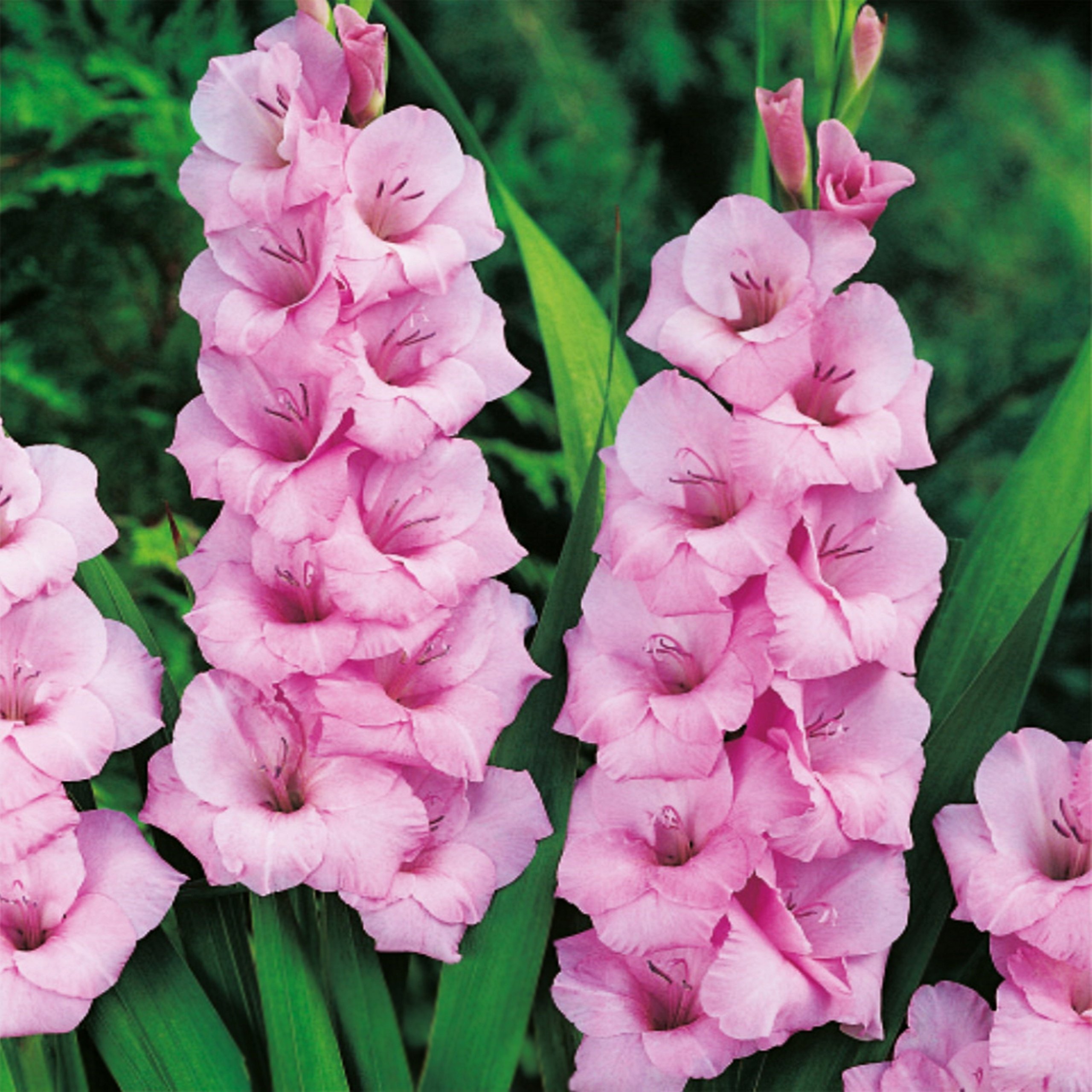 Гладиолус оскар. Гладиолус Пинк. Гладиолус Фортароза. Гладиолус Gladiolus Pink.