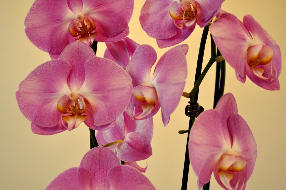 Орхидея пинк дрим