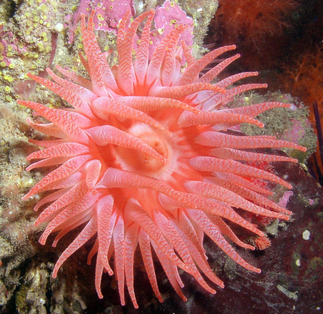 Актинии фото. Актиния Cribrinopsis crassa. Актиния Эгина. Морская роза актиния. Актиния индийский океан.