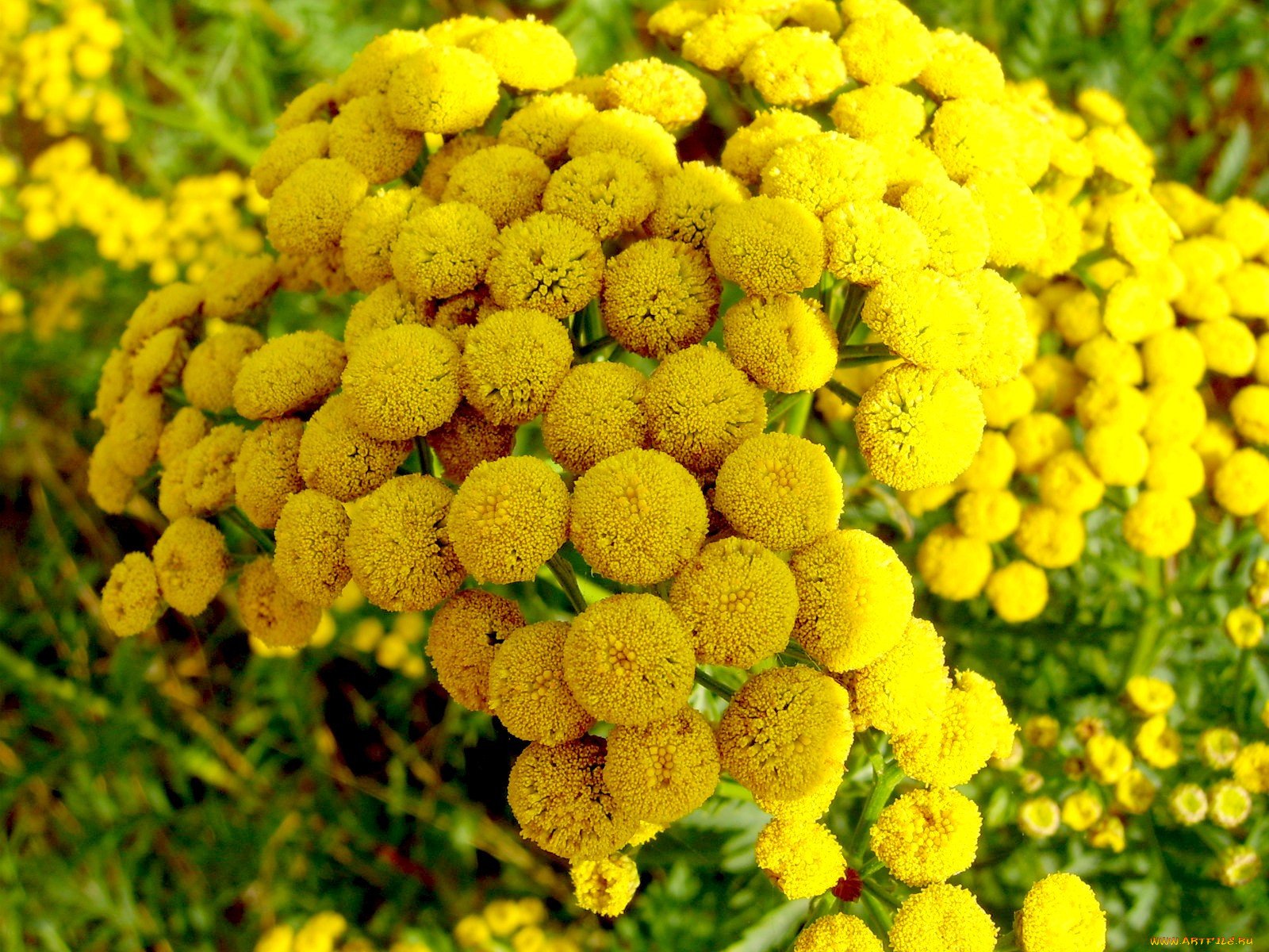 Желтая трава название. Многолетник Луговой желтый. Маленькие желтые цветочки. Маленький желтенький цветок. Желтые садовые цветы.