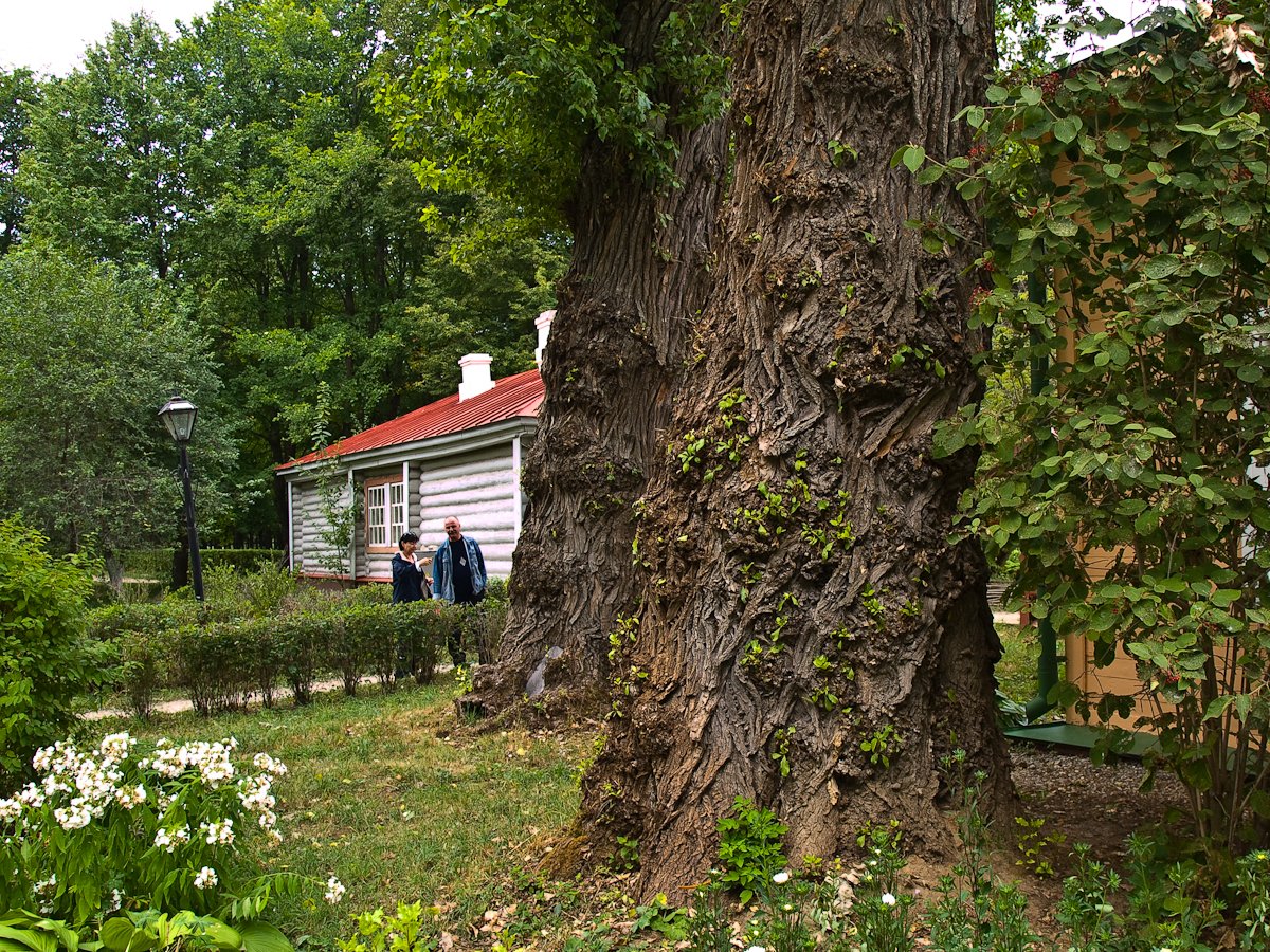 Тополь берлинский