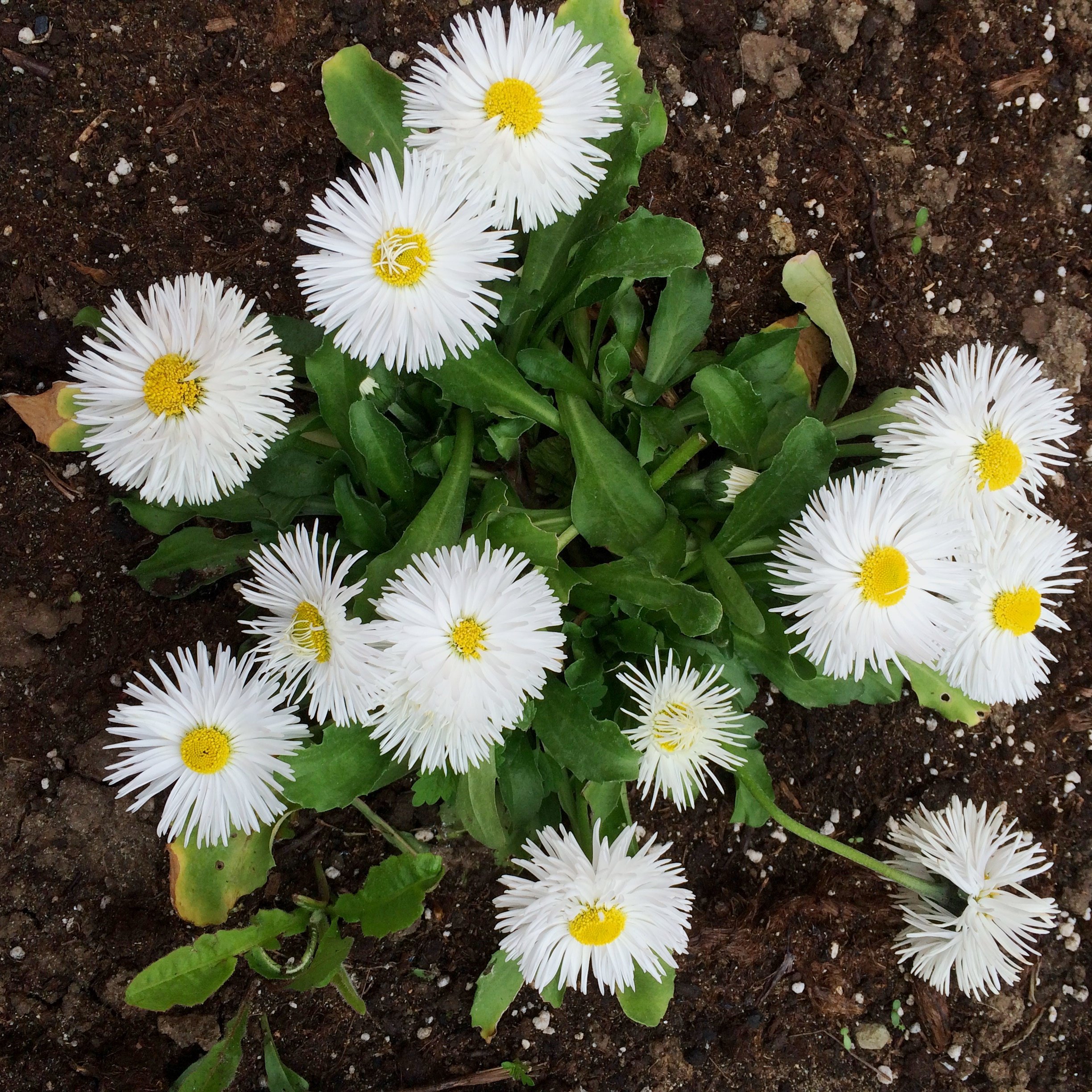 Садовые маргаритки. Маргаритка многолетняя Bellis perennis. Маргаритка махровая Монтероза. Дороникум, Маргаритка. Маргаритка хризантемовидная.