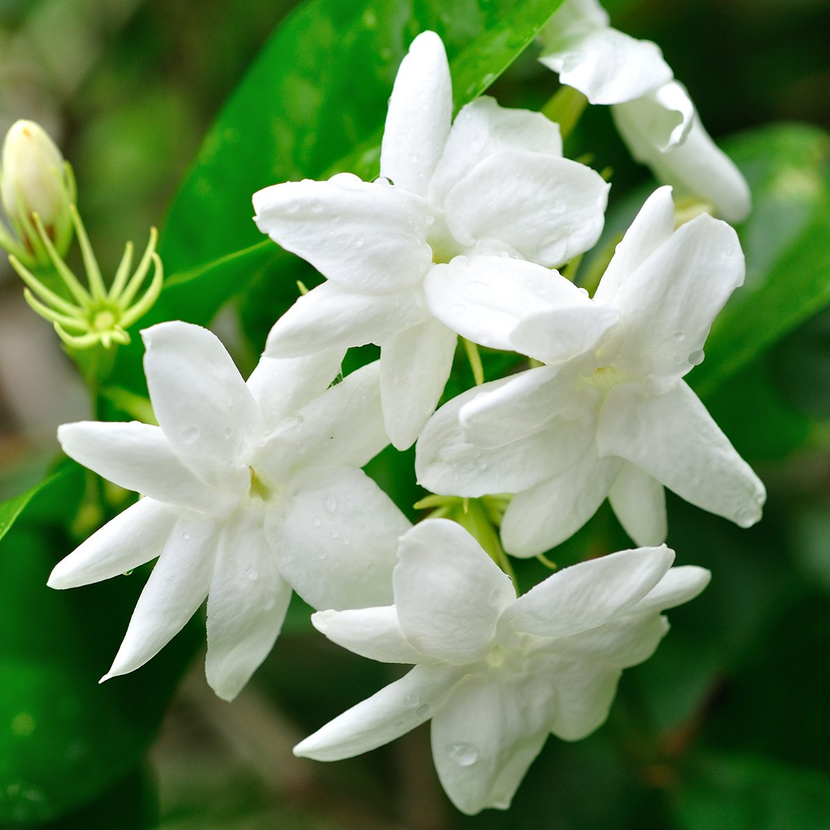 Цветок жасмина Jasminum